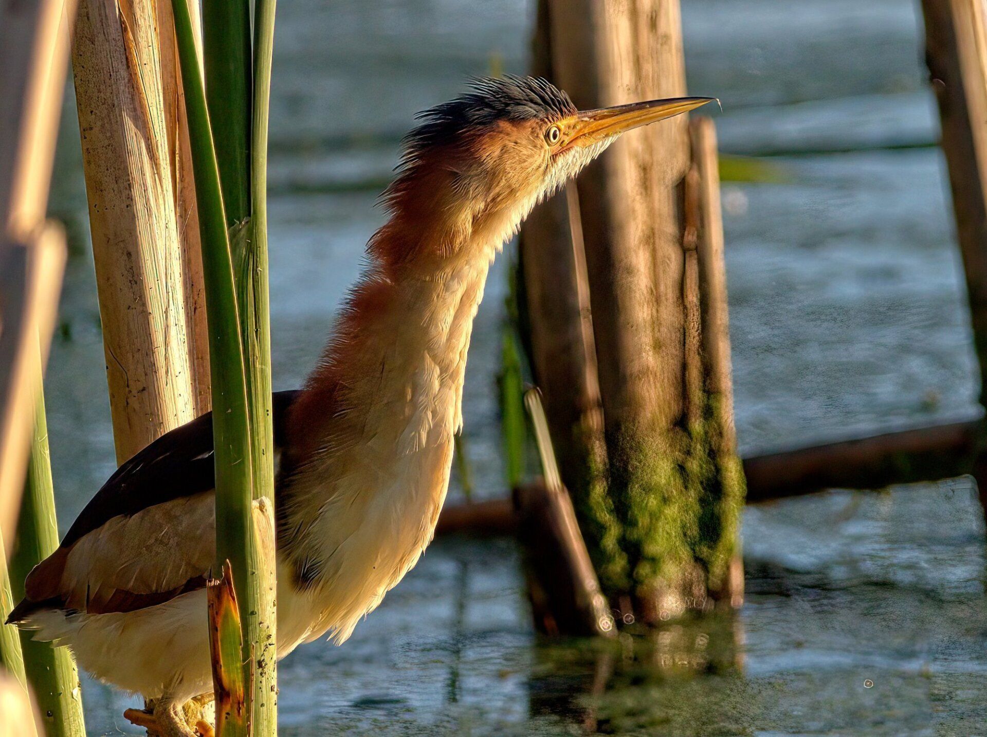 Un oiseau avec un long bec se tient dans l'eau