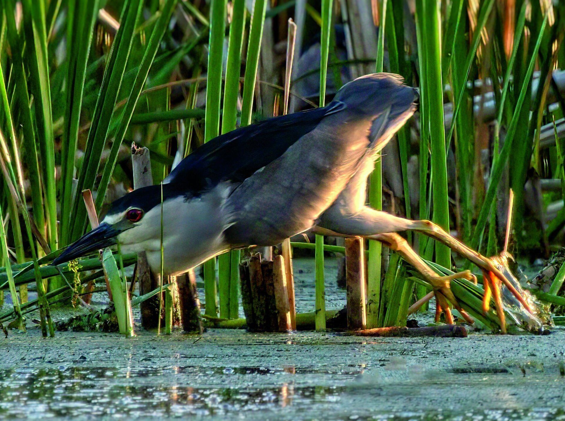 Un oiseau se tient dans l'herbe près d'un plan d'eau.