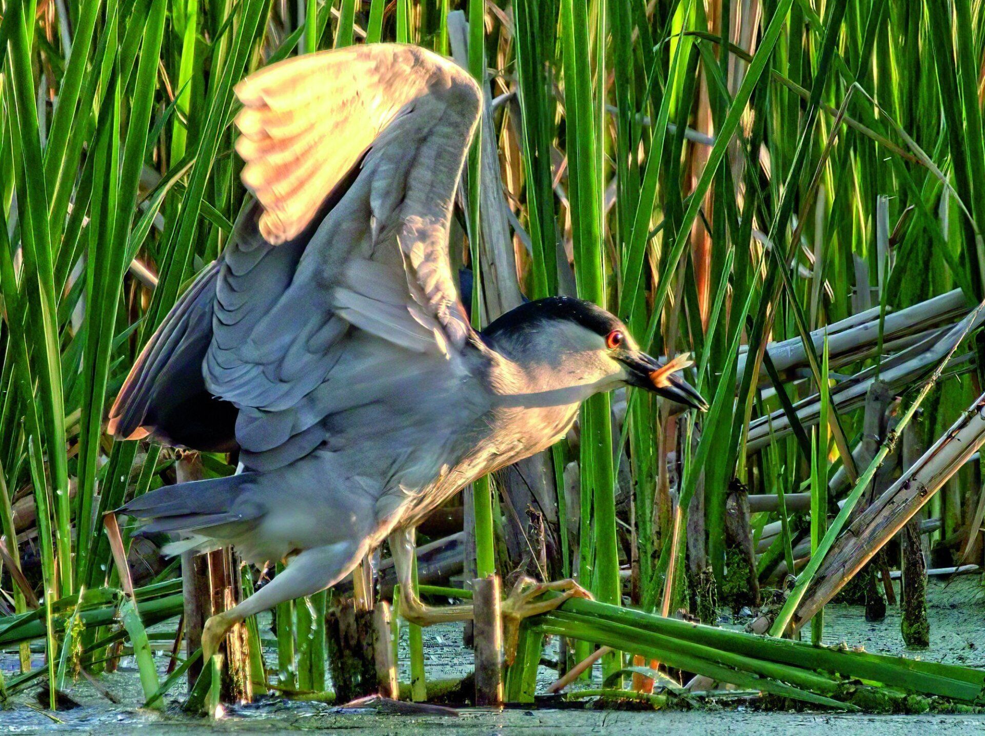 Un oiseau se tient dans un marais avec ses ailes déployées