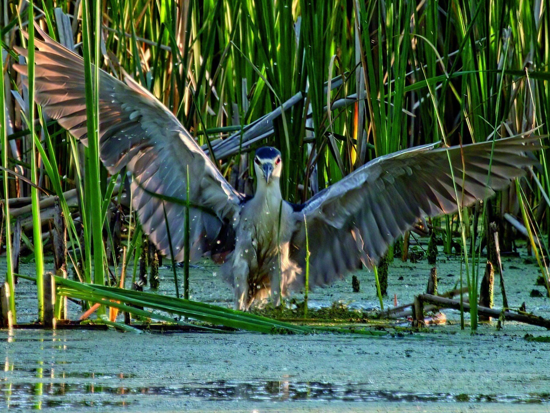Un oiseau se tient dans un marais avec ses ailes déployées