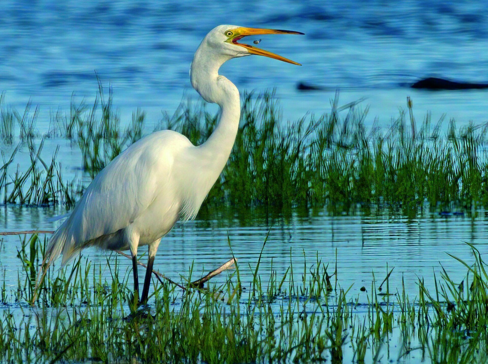 Un oiseau blanc avec un bec jaune se tient dans l'eau