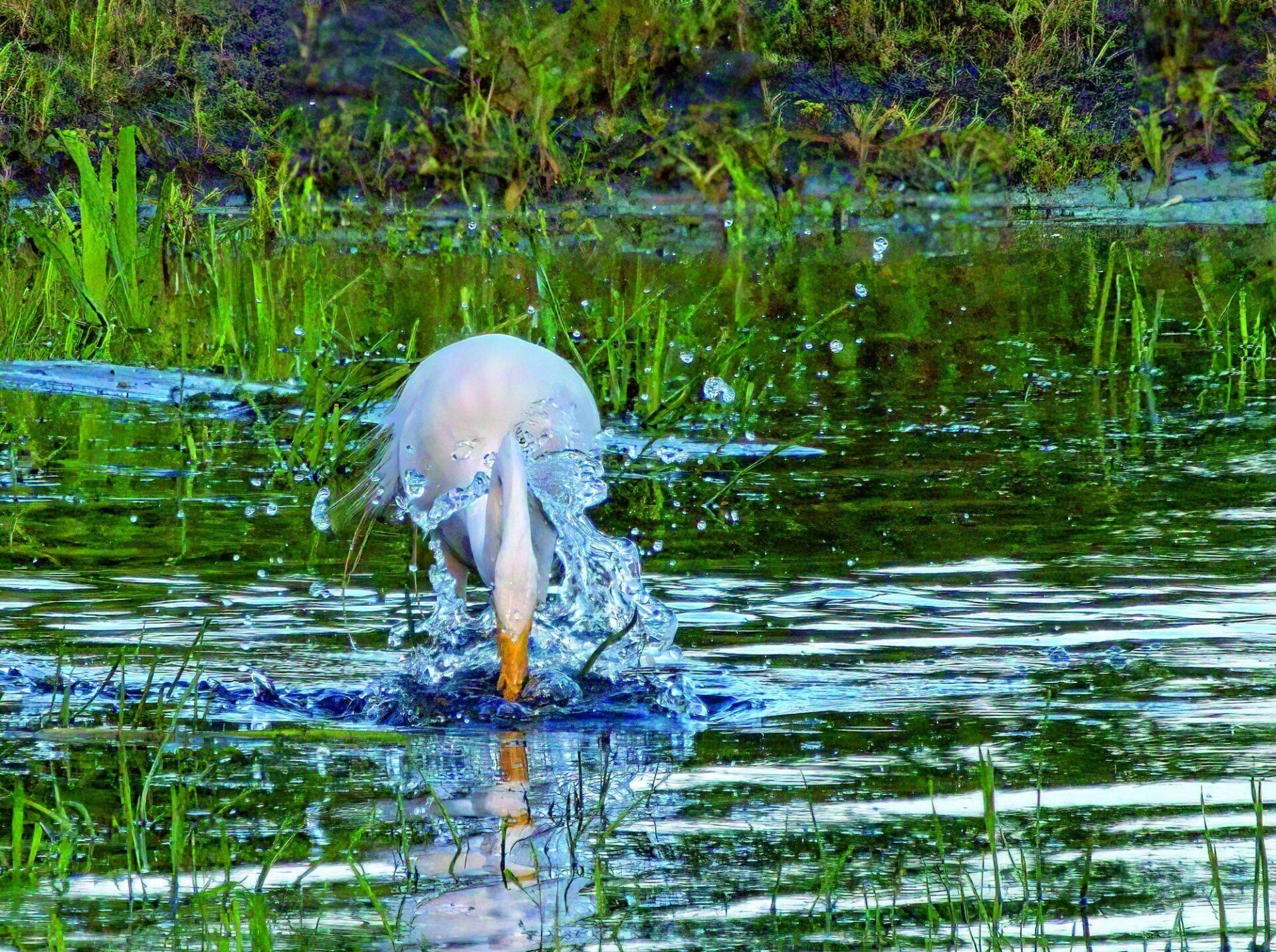 Un oiseau blanc éclabousse dans un plan d'eau.
