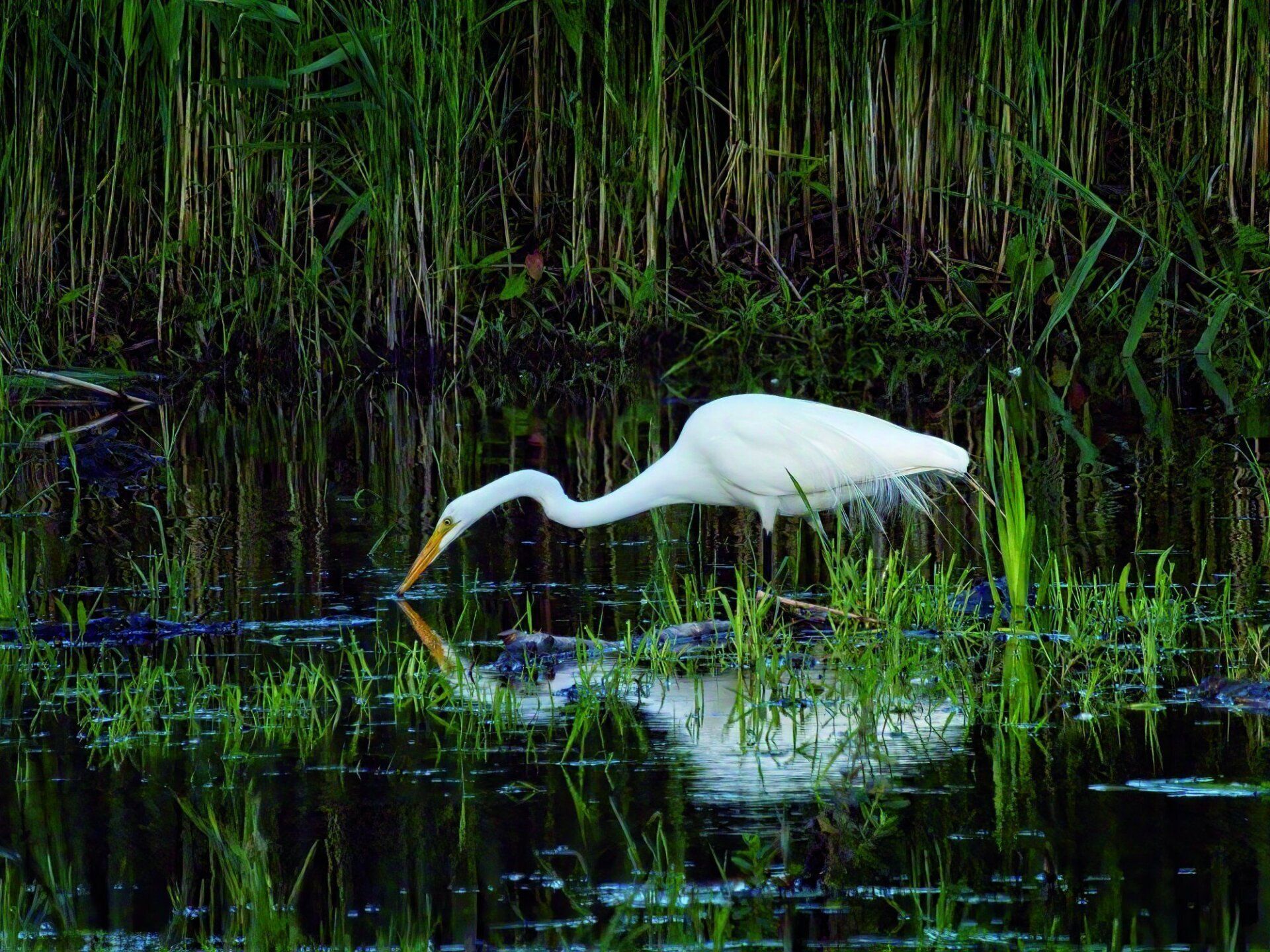 Un oiseau blanc avec un long bec se tient dans l'eau