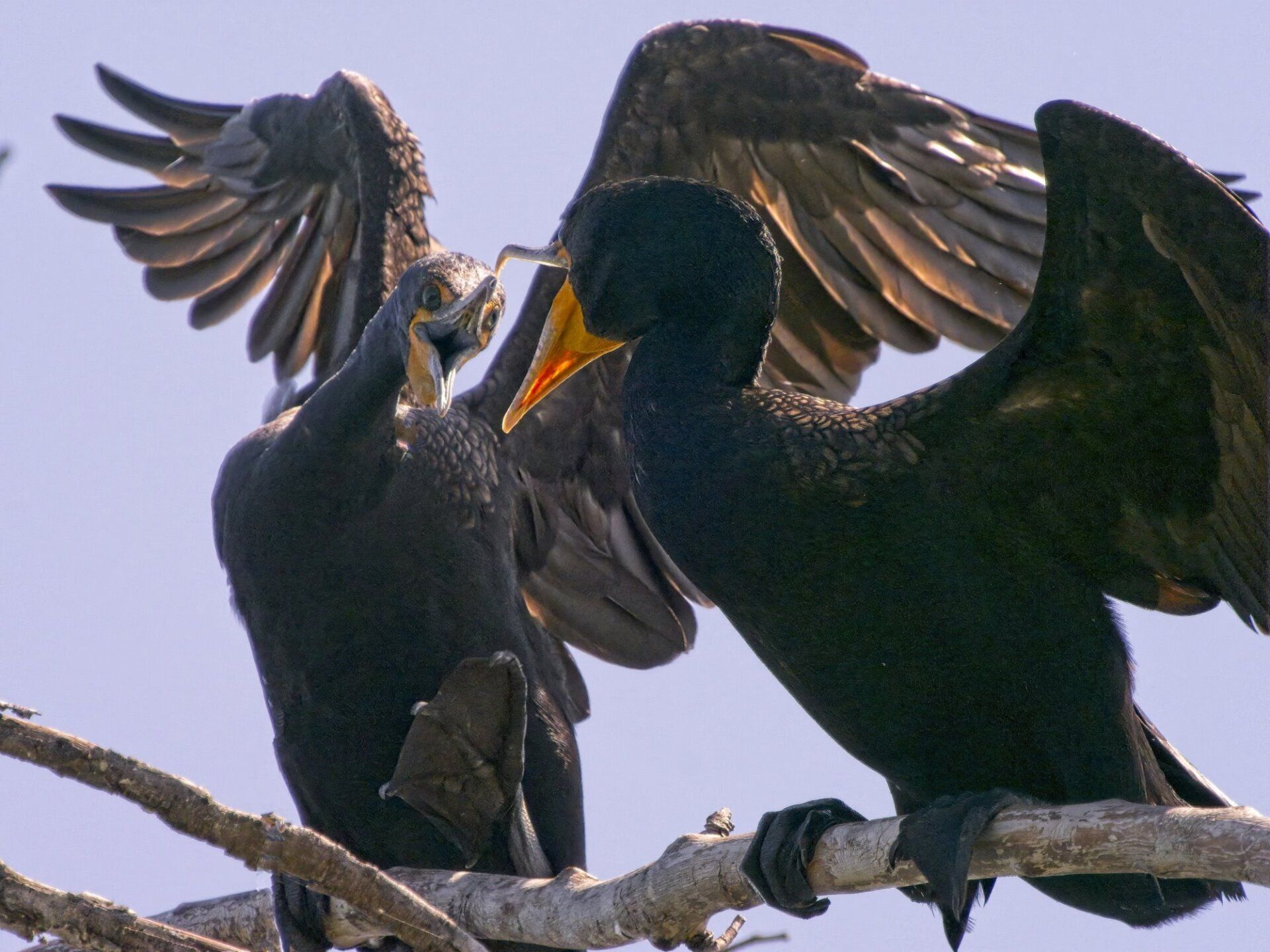 Deux oiseaux noirs sont assis sur une branche d'arbre avec leurs ailes déployées
