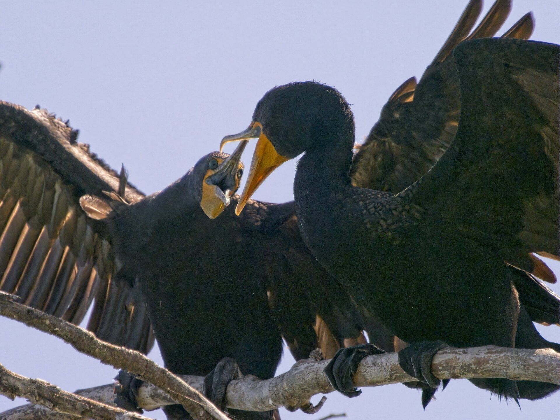 Un oiseau noir au bec jaune est perché sur une branche d'arbre