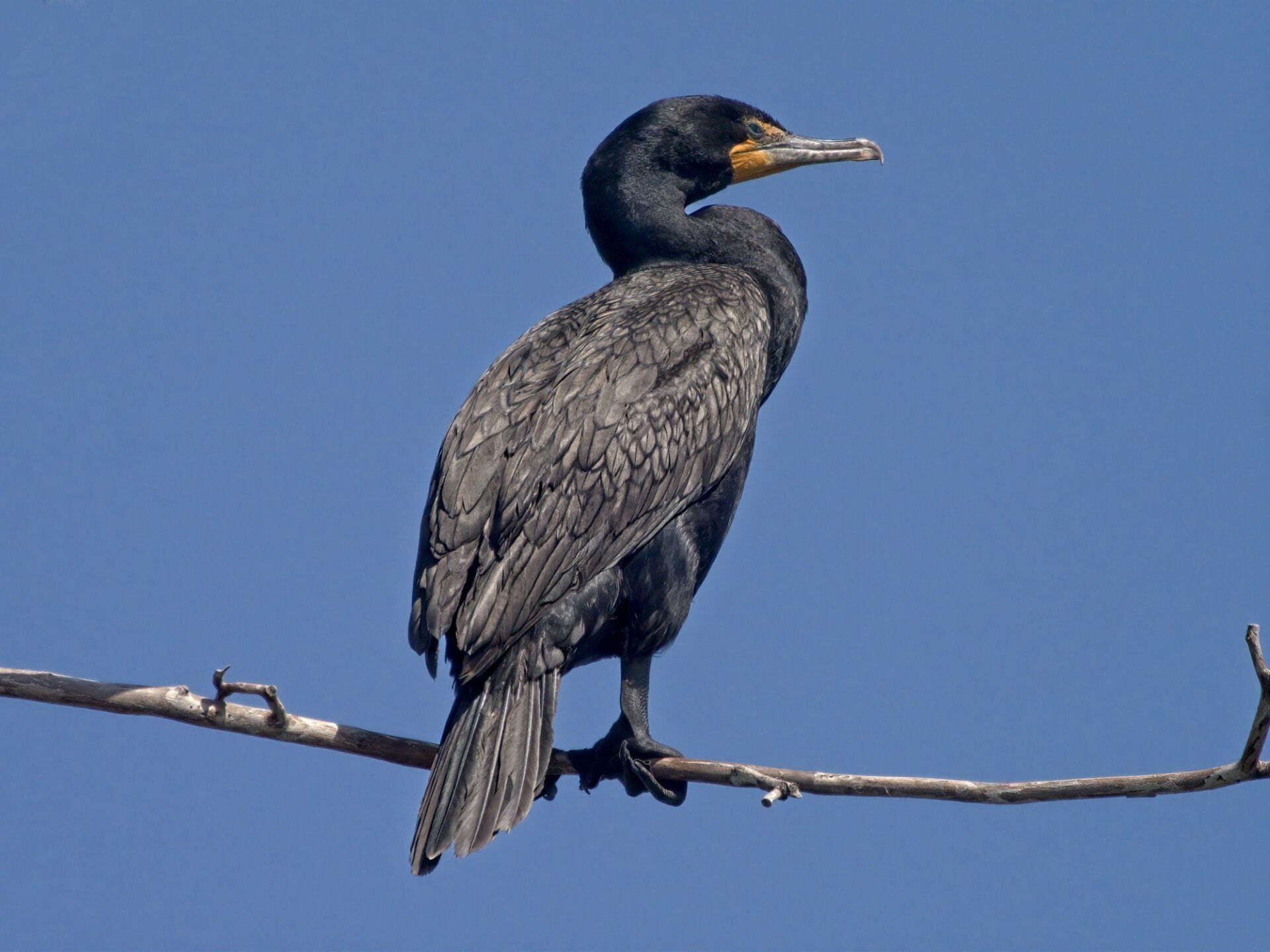 Un oiseau noir au bec jaune est perché sur une branche d'arbre