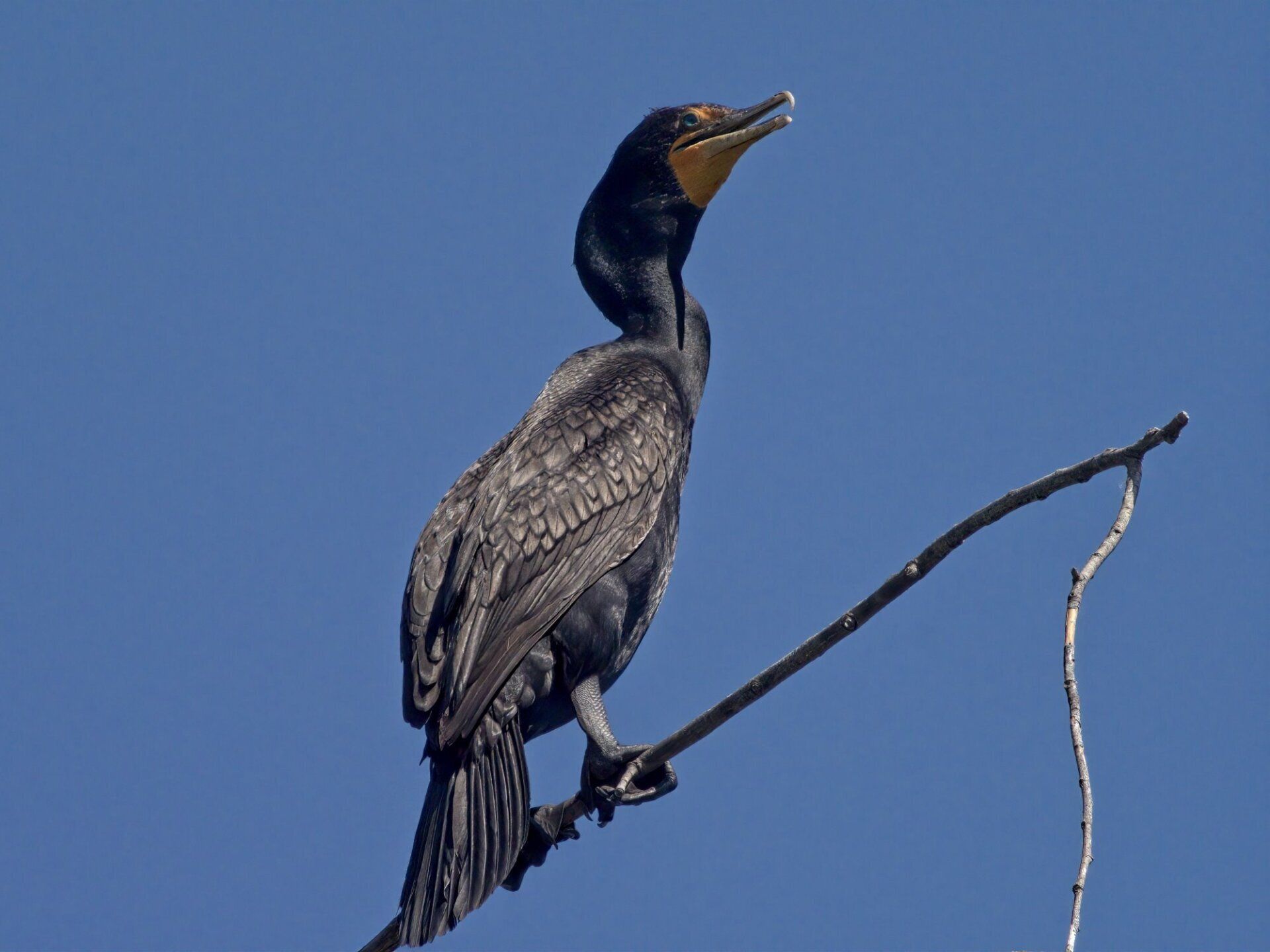 Un oiseau noir au bec jaune est perché sur un fil