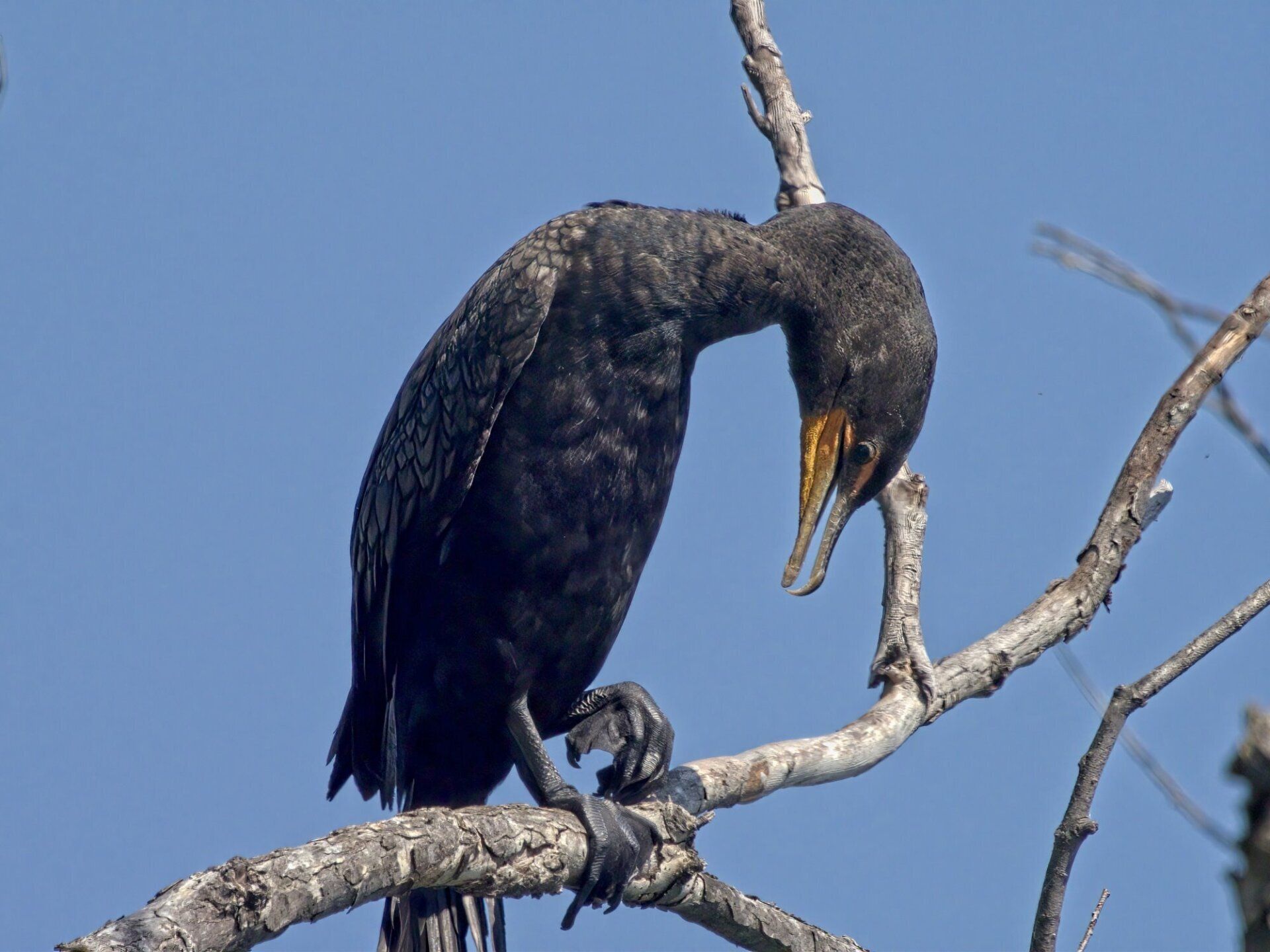 Un oiseau noir au bec jaune est perché sur une branche d'arbre