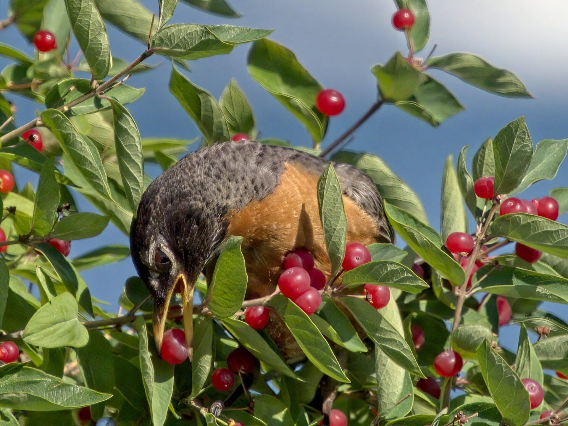 Un oiseau mange des baies d'une branche d'arbre