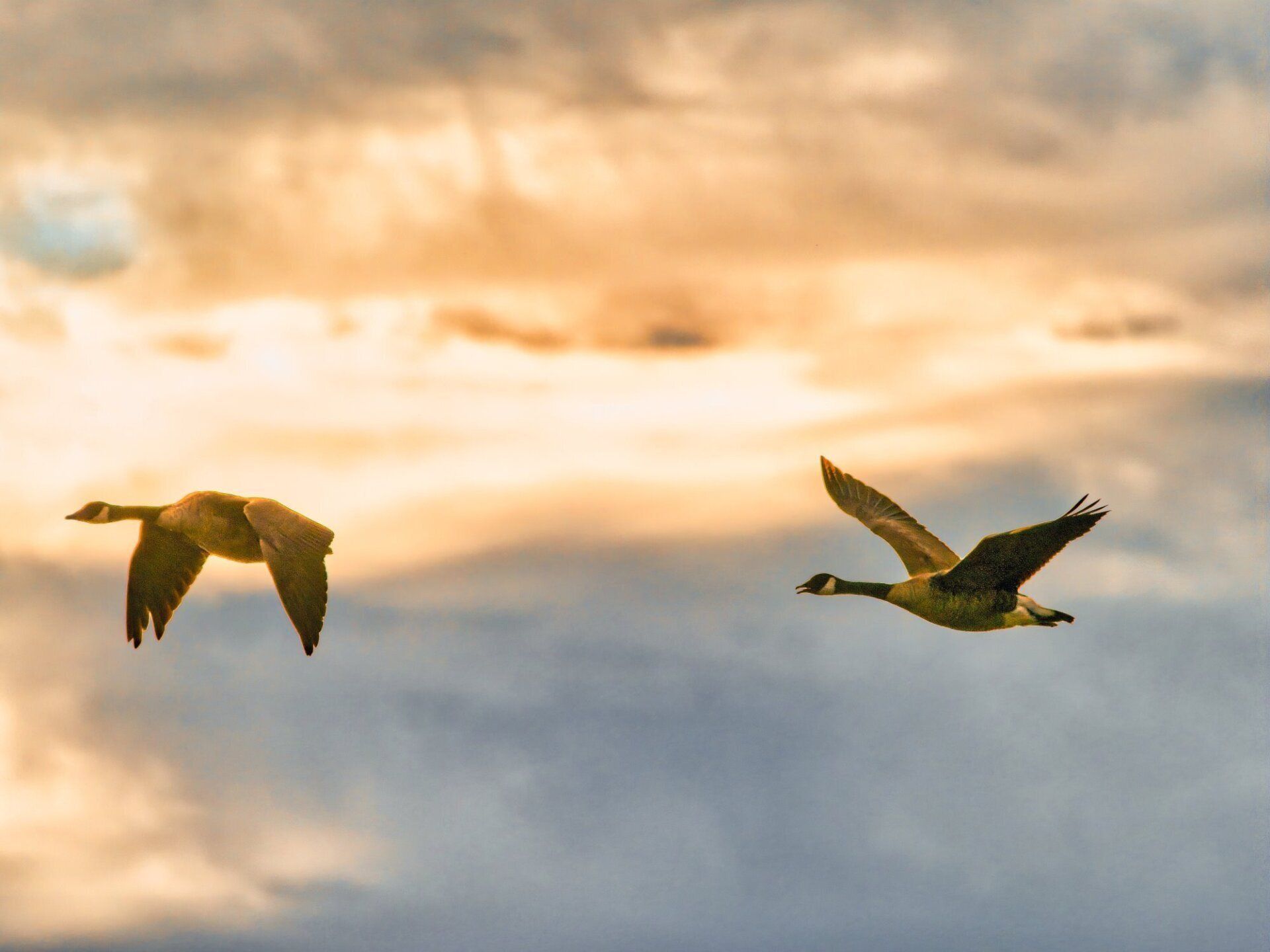 Deux oies volent dans le ciel au coucher du soleil.
