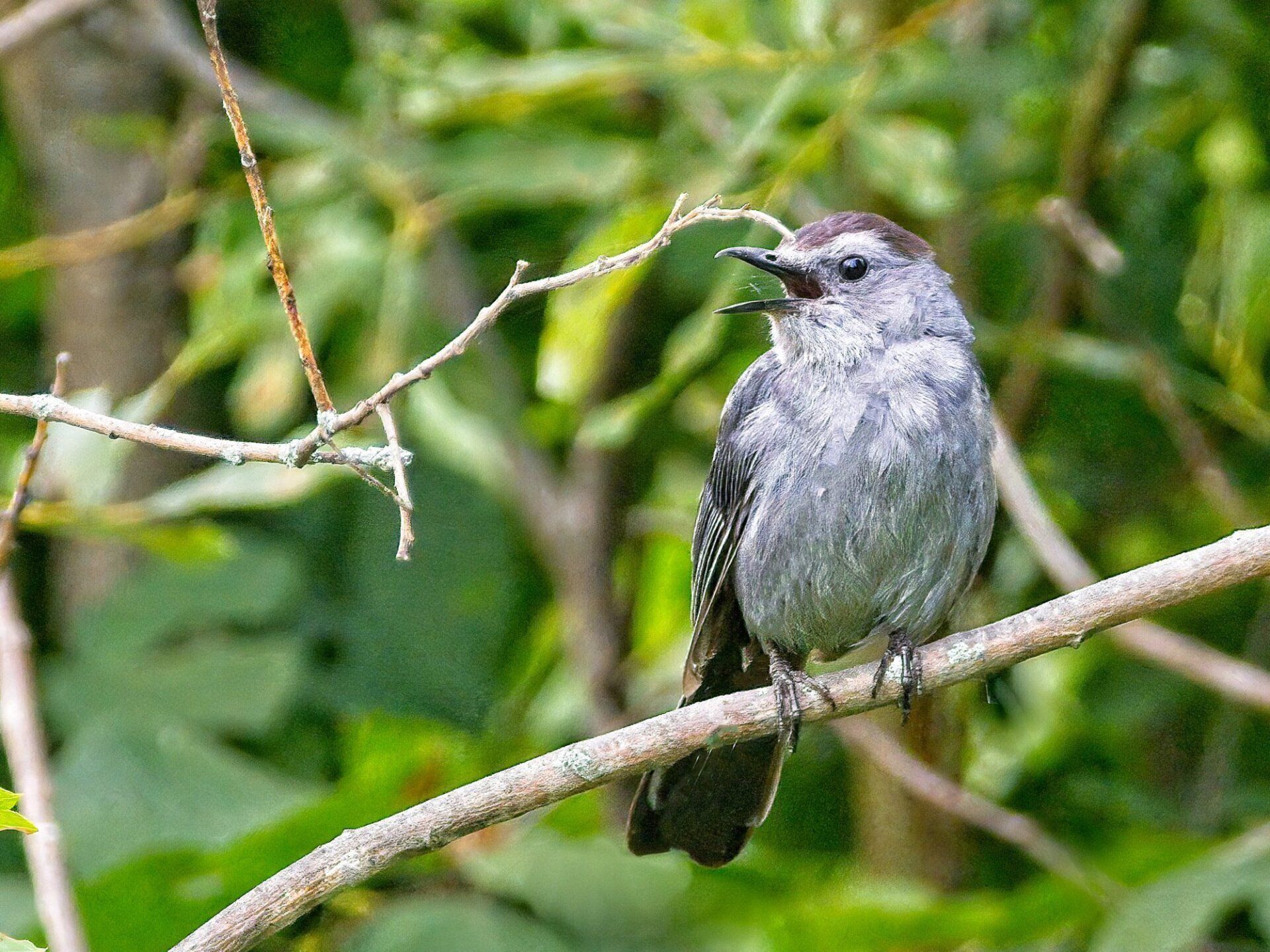 Un petit oiseau gris perché sur une branche d'arbre.