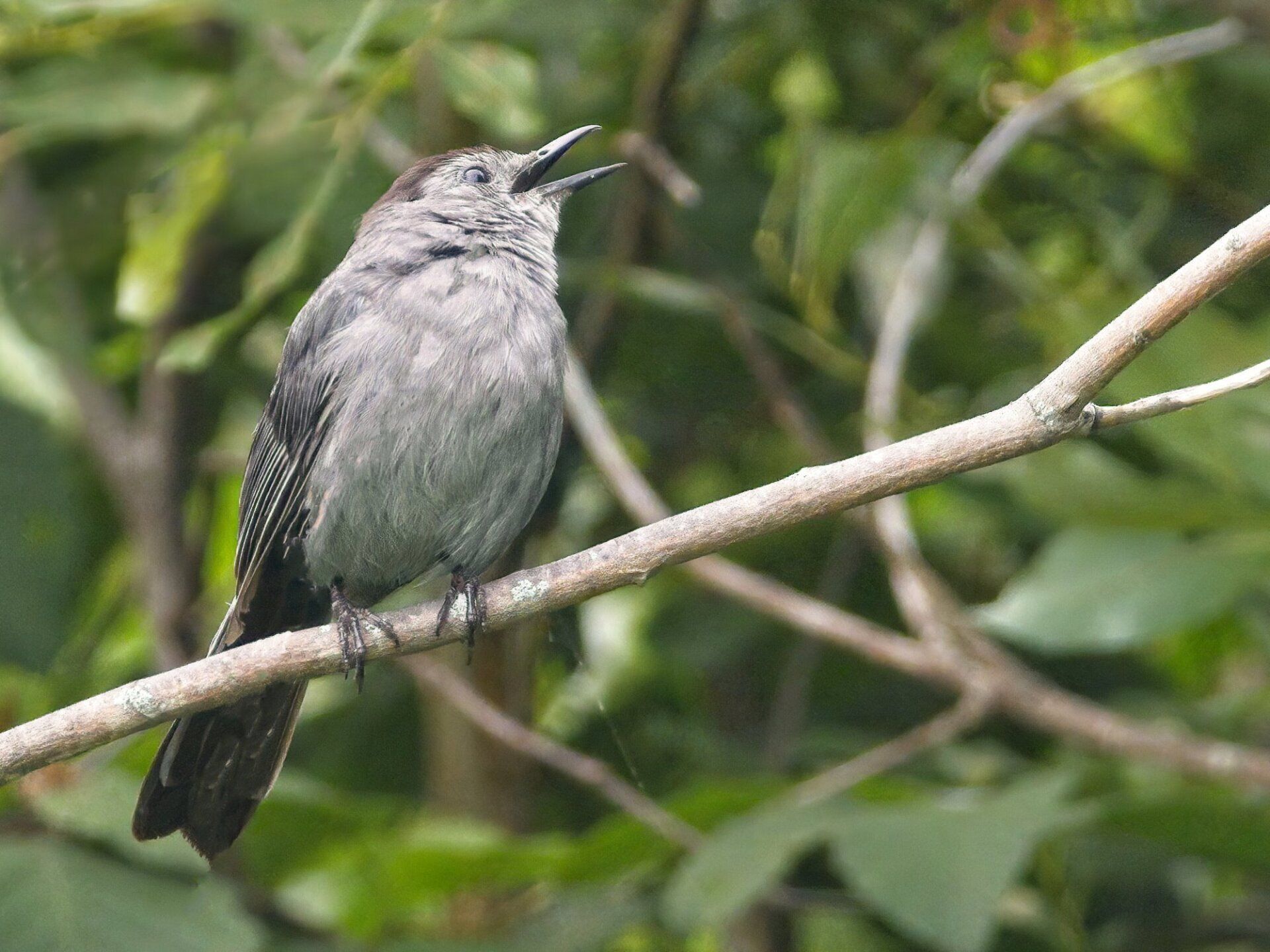 Un petit oiseau perché sur une branche d'arbre avec son bec ouvert