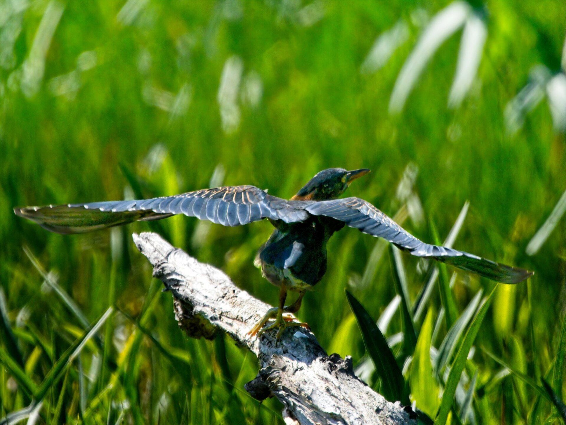 Un oiseau est perché sur une branche d'arbre dans l'herbe.
