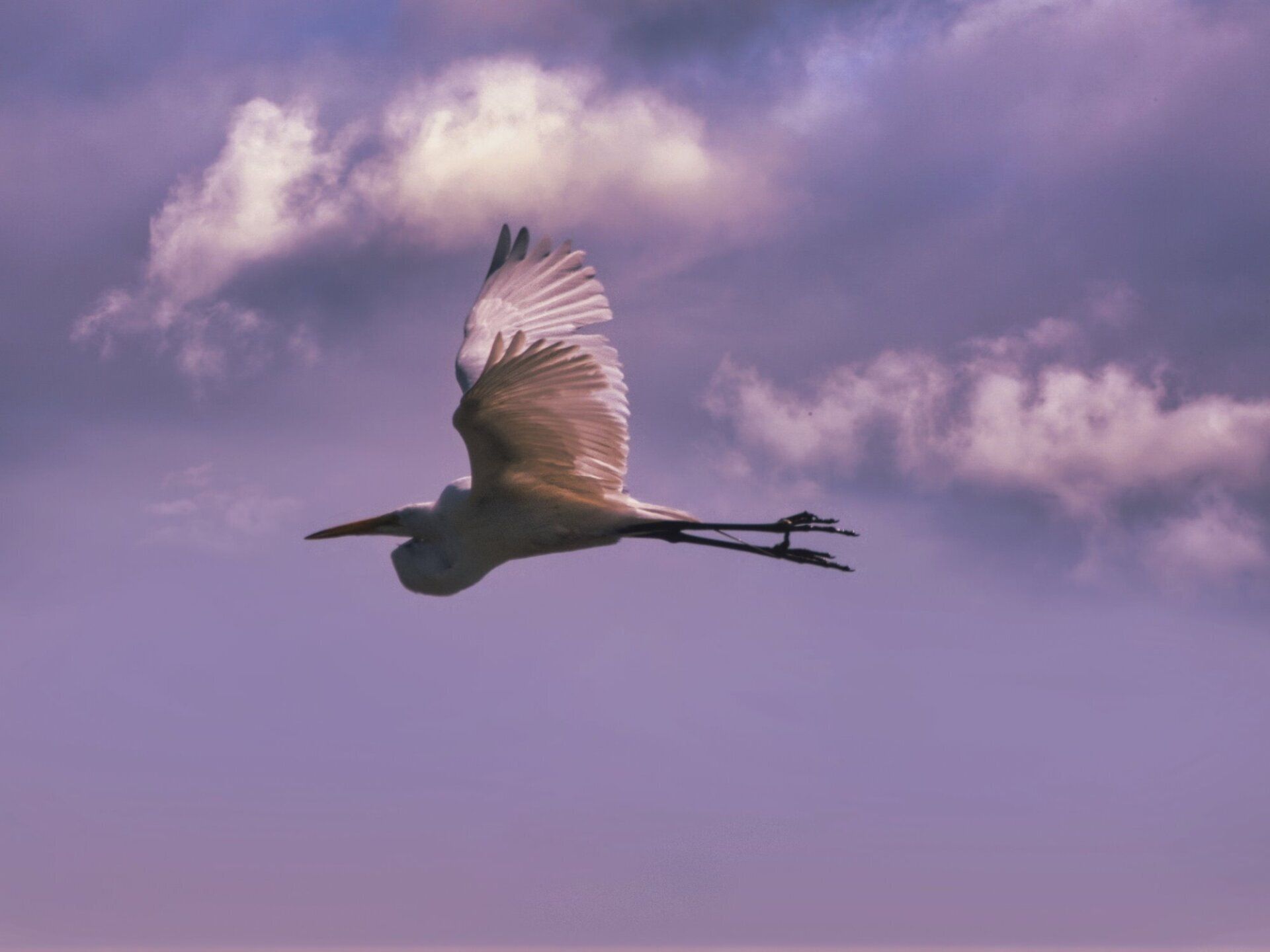 Un oiseau blanc vole dans un ciel nuageux.