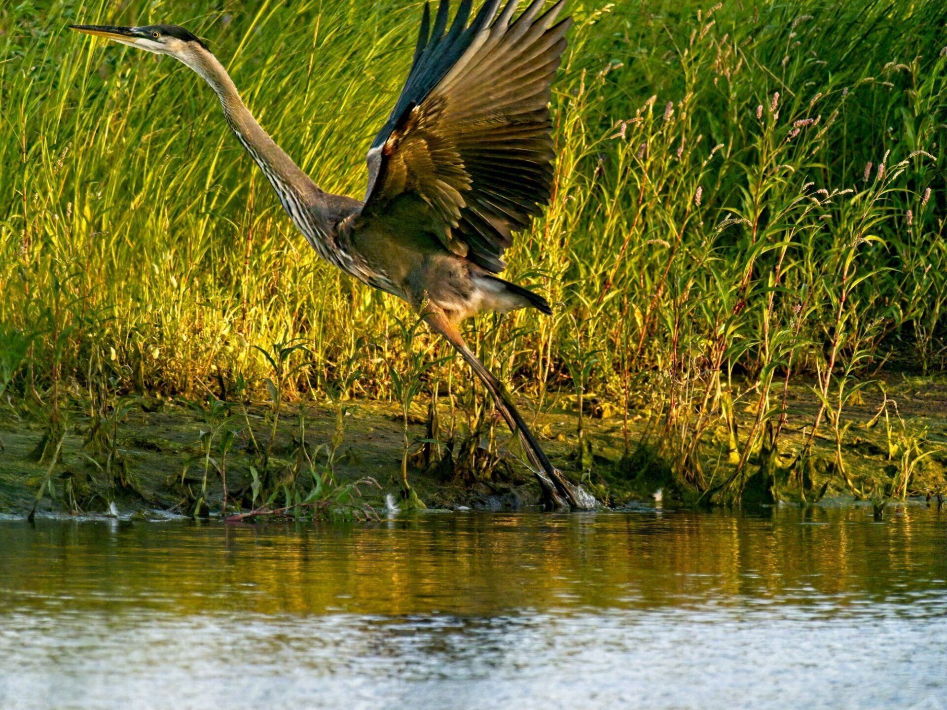 Un oiseau survole un plan d'eau.