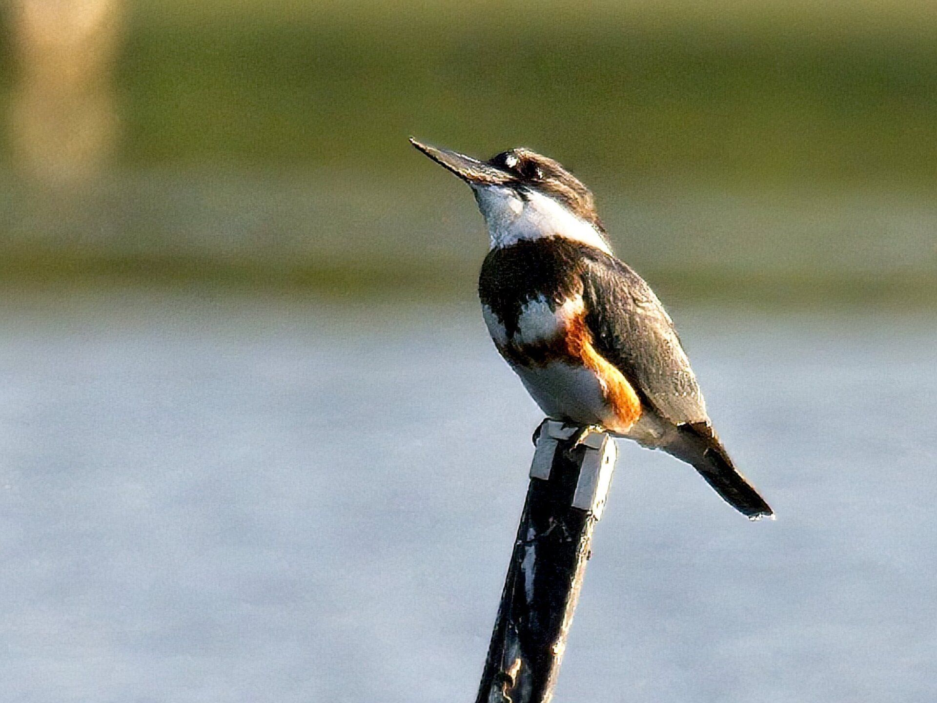 Un oiseau perché sur un poteau devant un plan d’eau