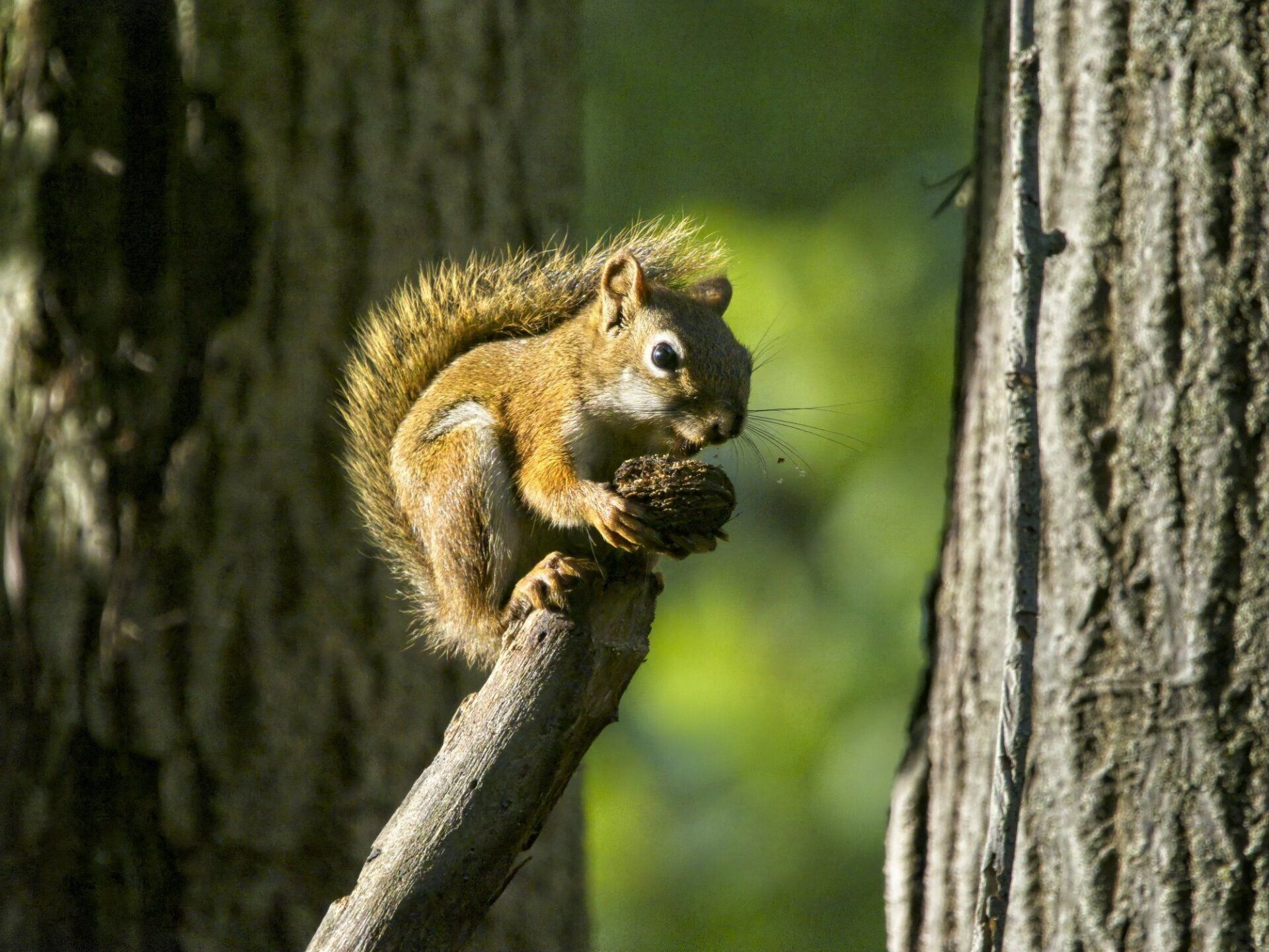 Un écureuil est assis sur une branche d'arbre en train de manger une noix.