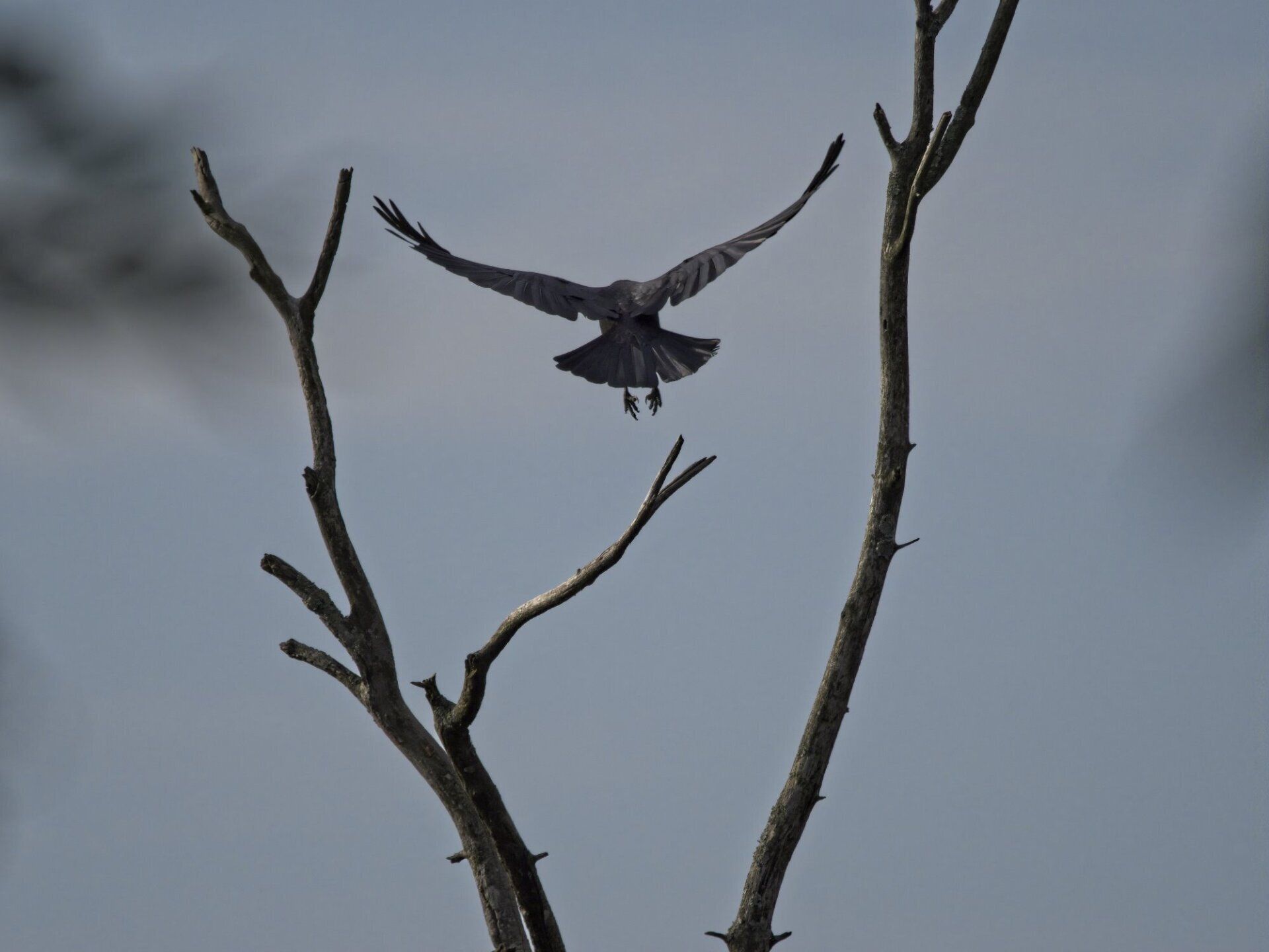 Un oiseau vole au-dessus d'une branche d'arbre
