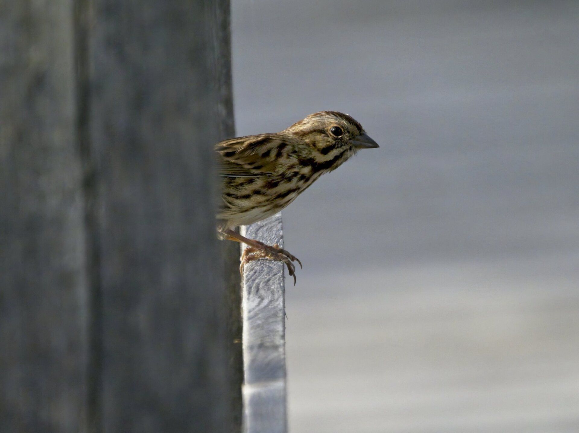 Un petit oiseau perché au sommet d'un poteau métallique.