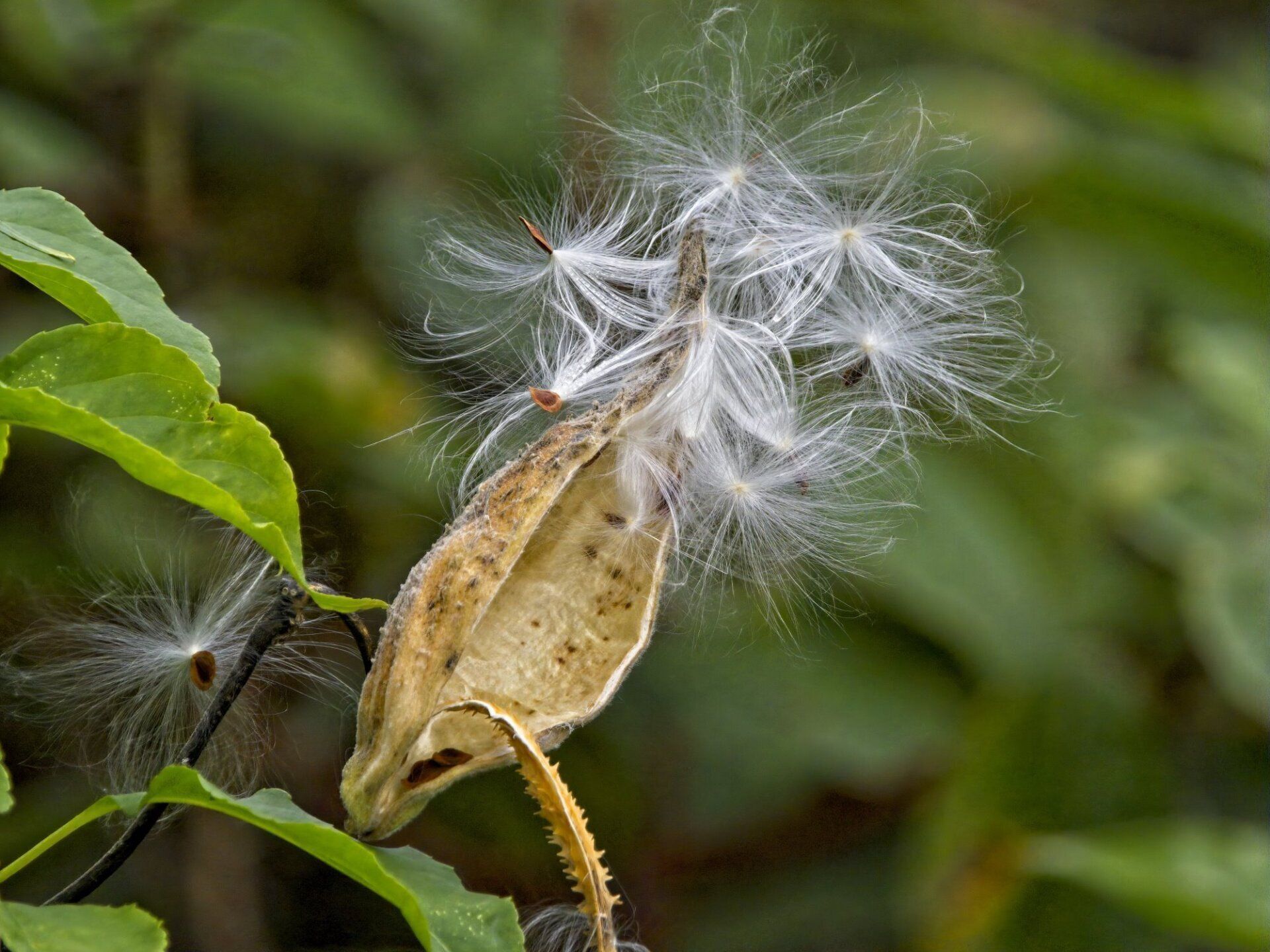 Un gros plan d'une plante avec des graines qui en sortent