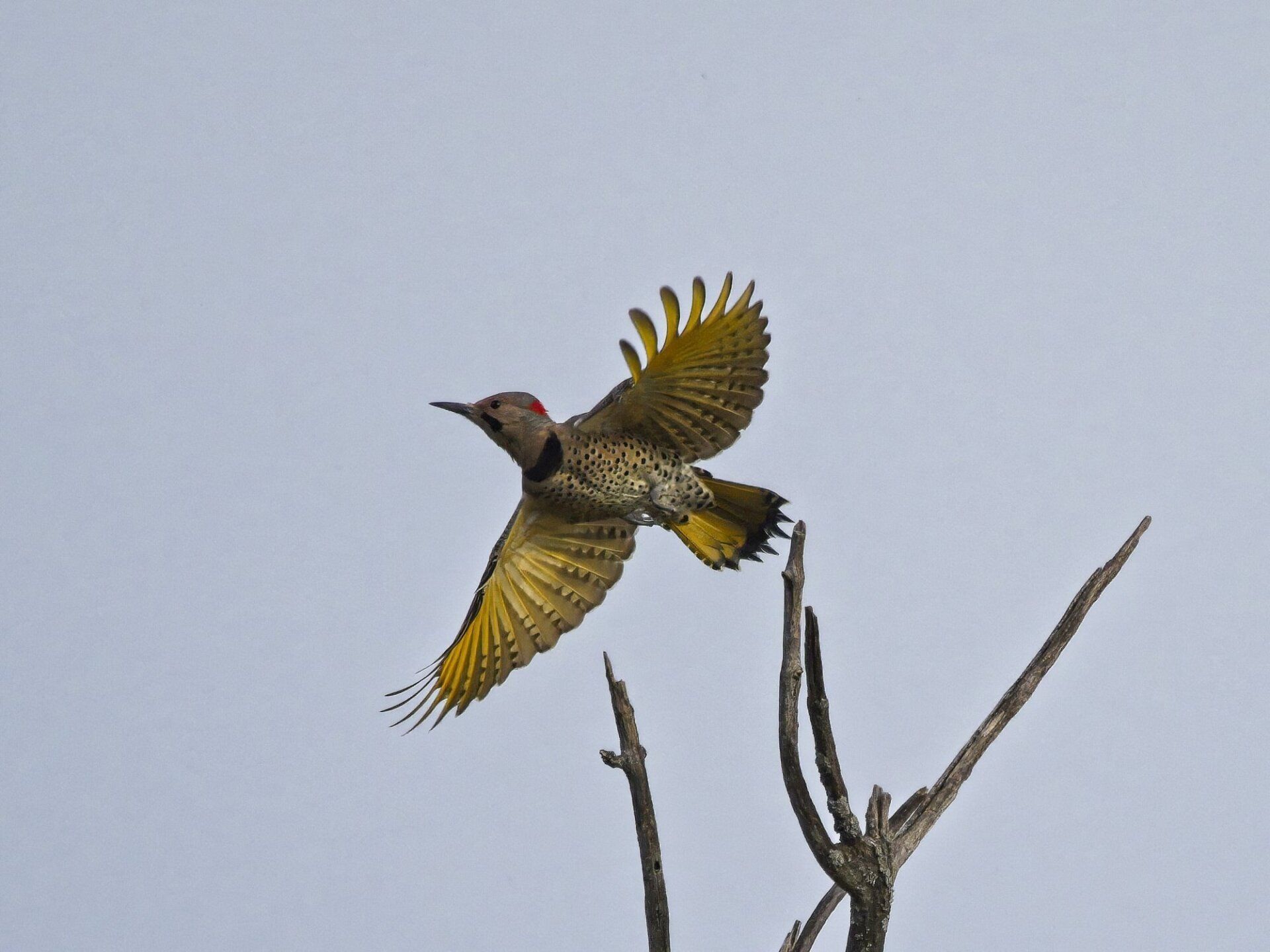 Un oiseau survole une branche d'arbre avec ses ailes déployées
