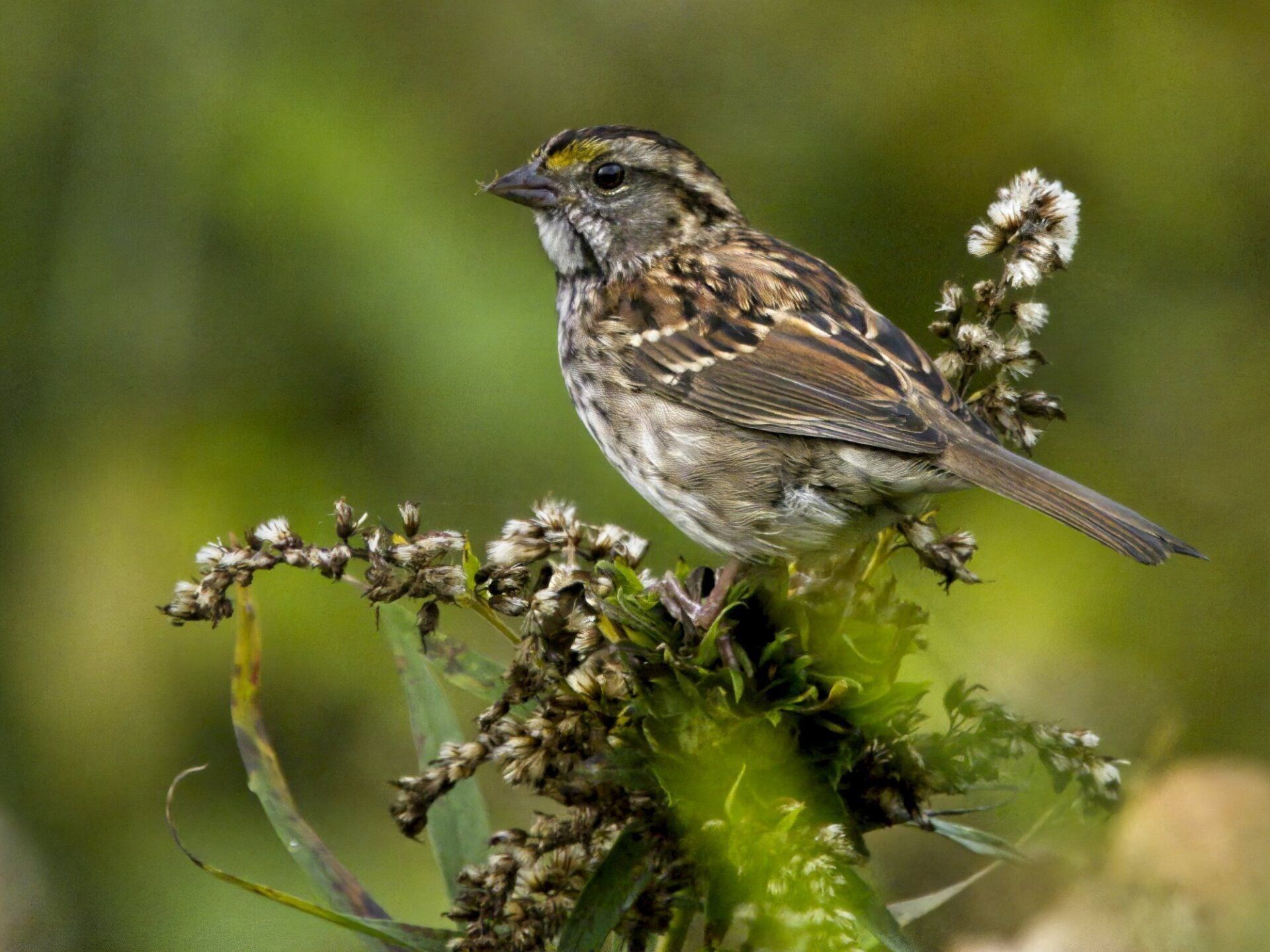 Un petit oiseau perché au sommet d'une plante.