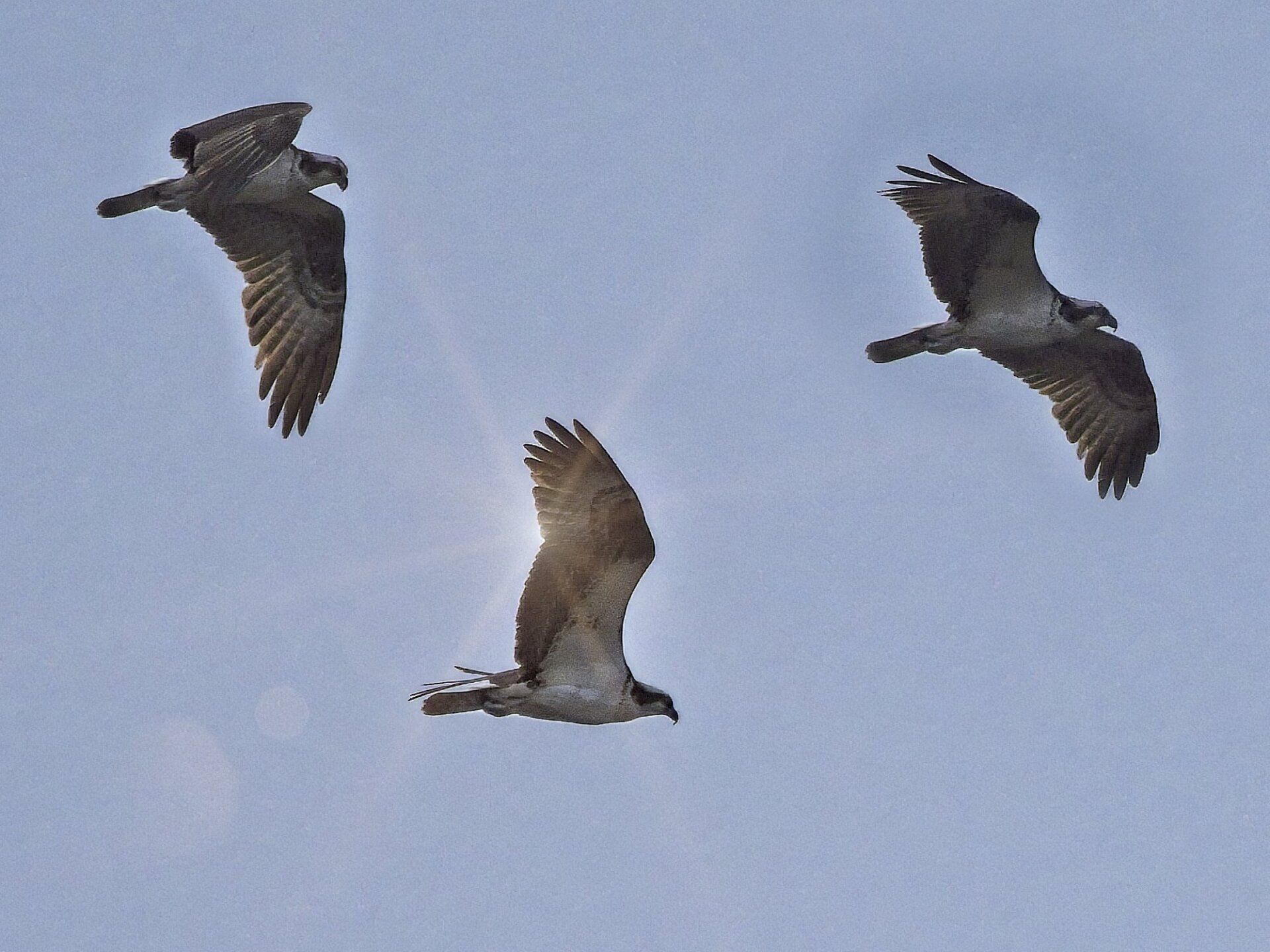 Trois oiseaux volent dans un ciel bleu