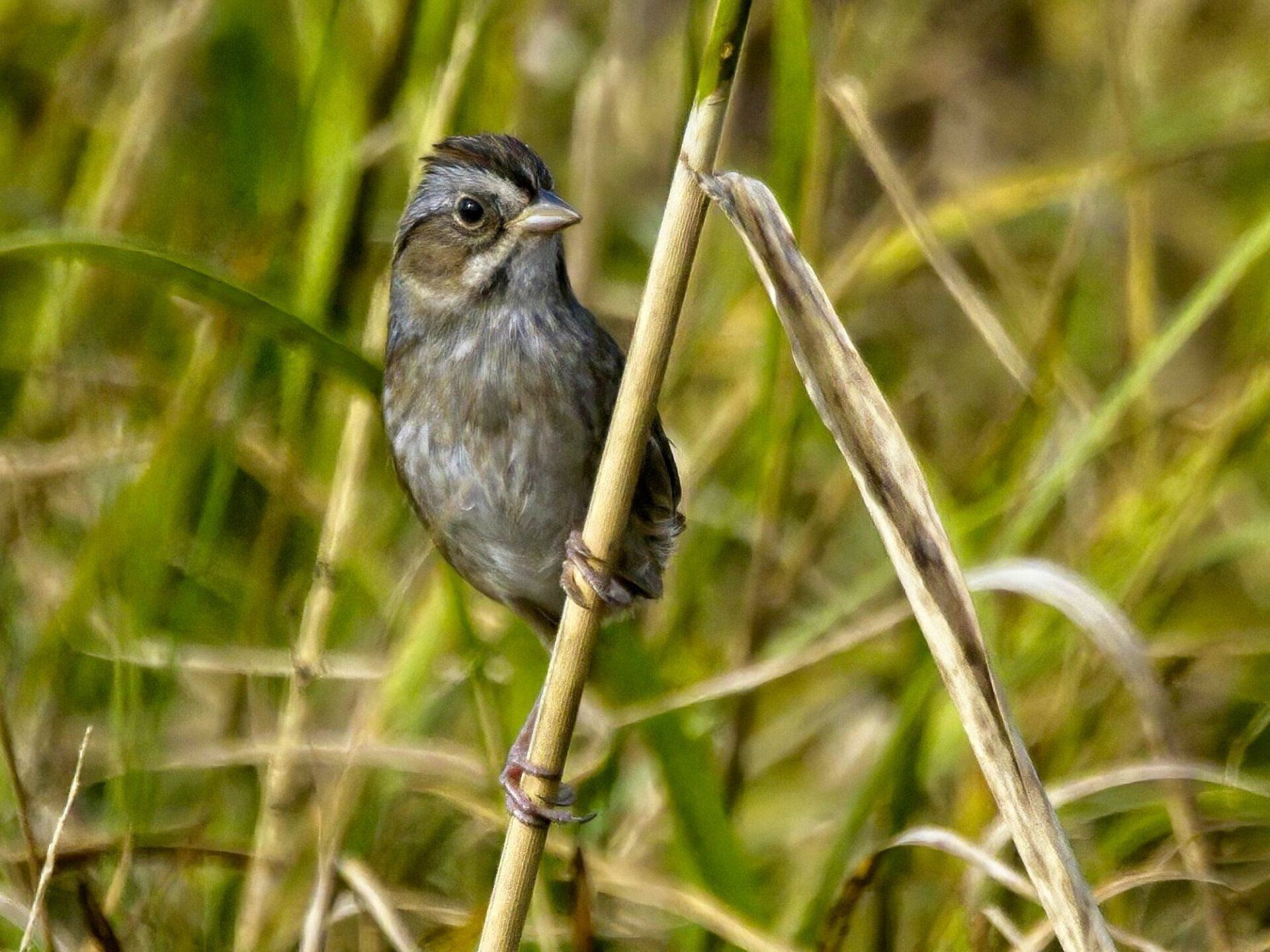 Un petit oiseau perché sur un bâton dans l'herbe.