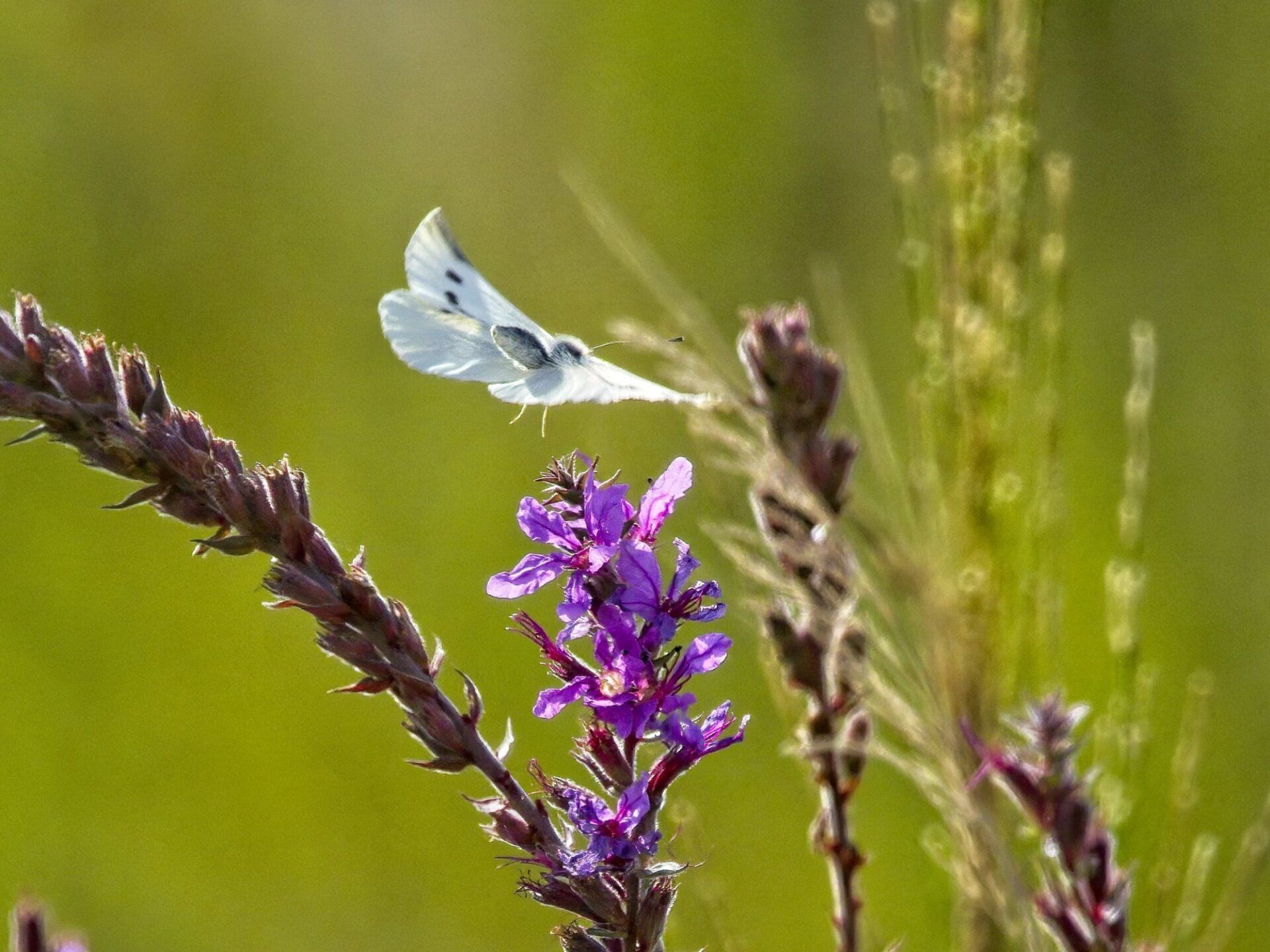 Un papillon survole une fleur violette.
