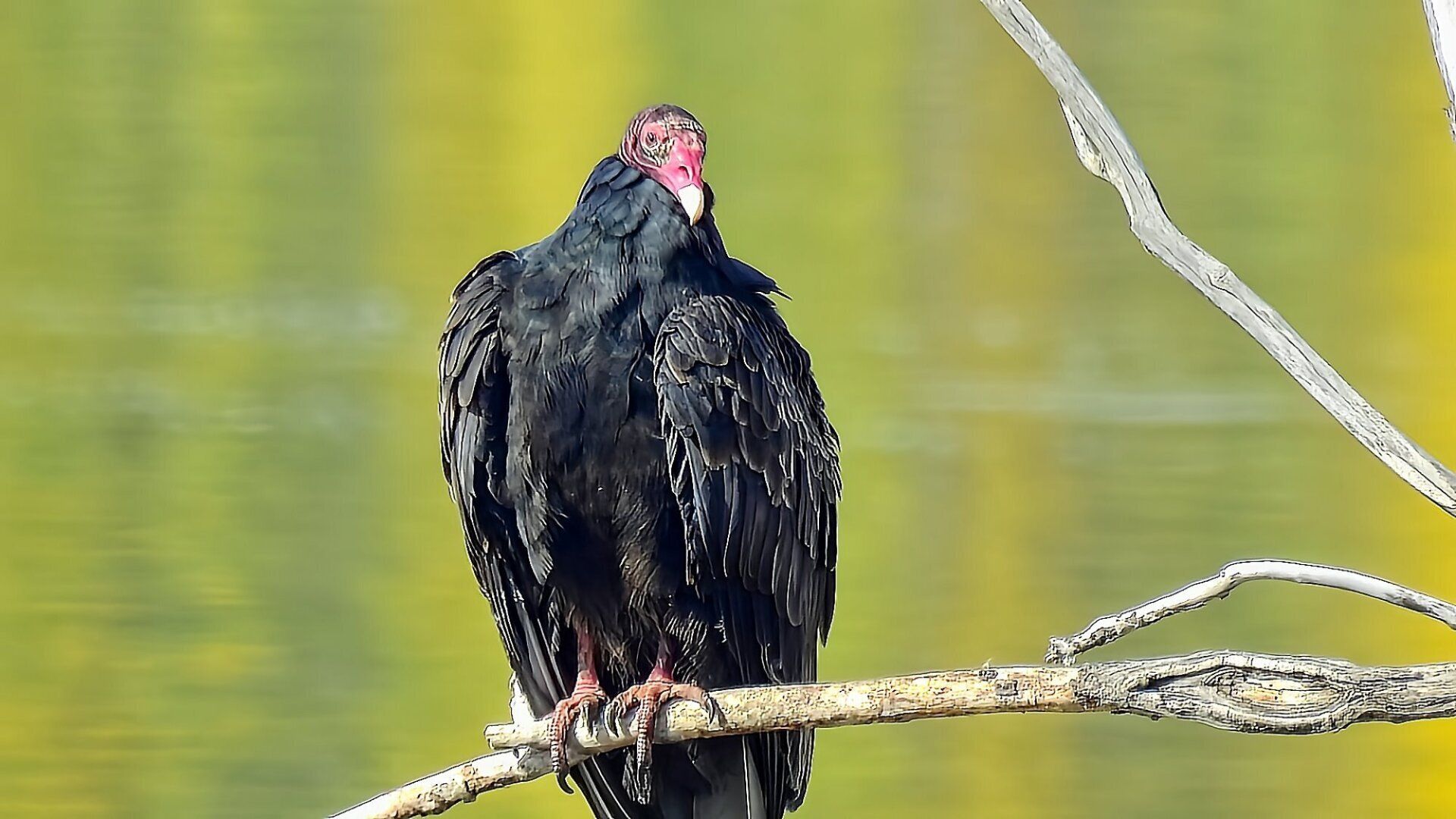 Un oiseau noir au bec rouge est perché sur une branche d'arbre.