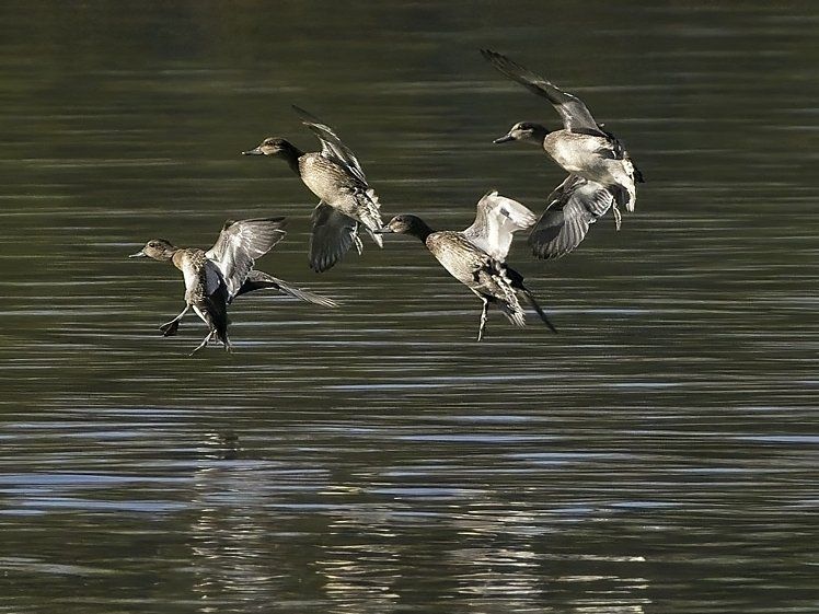 Un groupe de canards survole un plan d'eau.