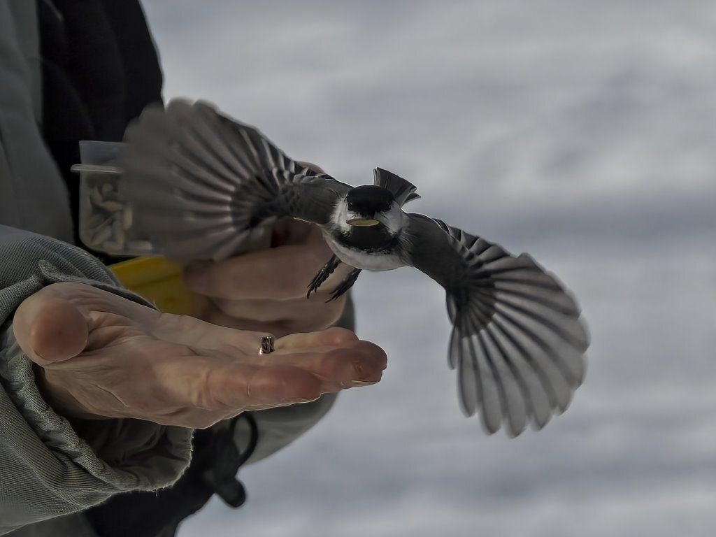 Une personne tient un petit oiseau dans sa main