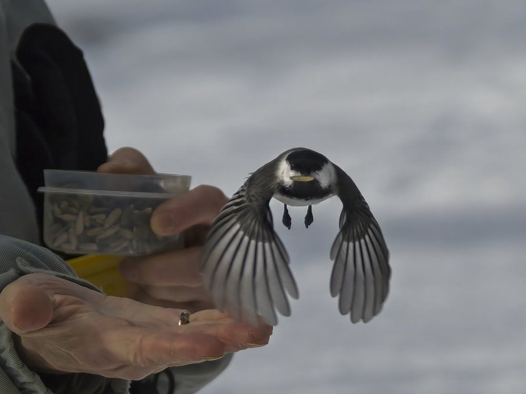 Une personne nourrit un petit oiseau dans la neige