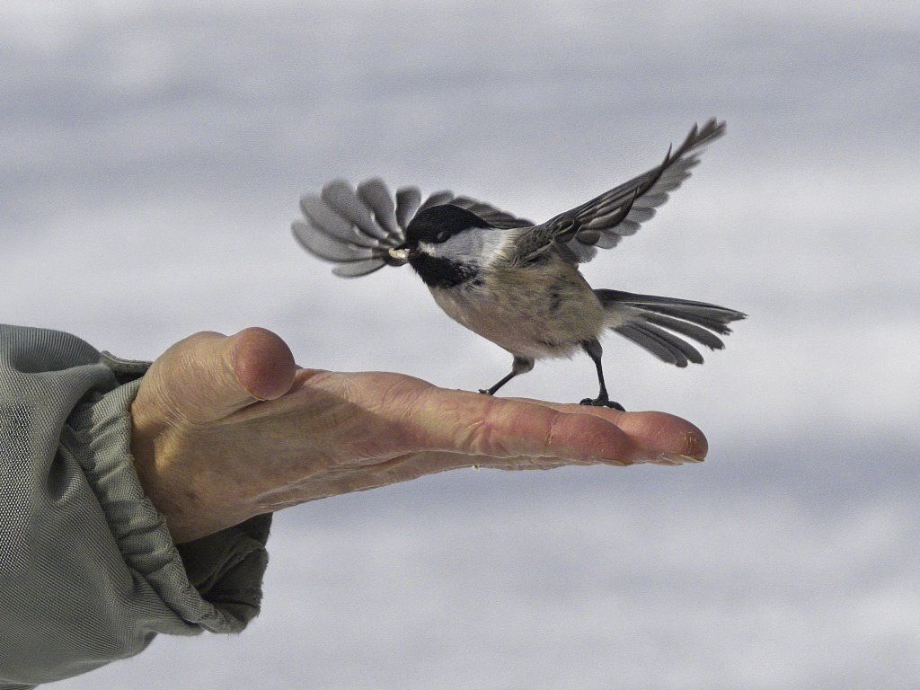 Un petit oiseau est perché sur le doigt d'une personne