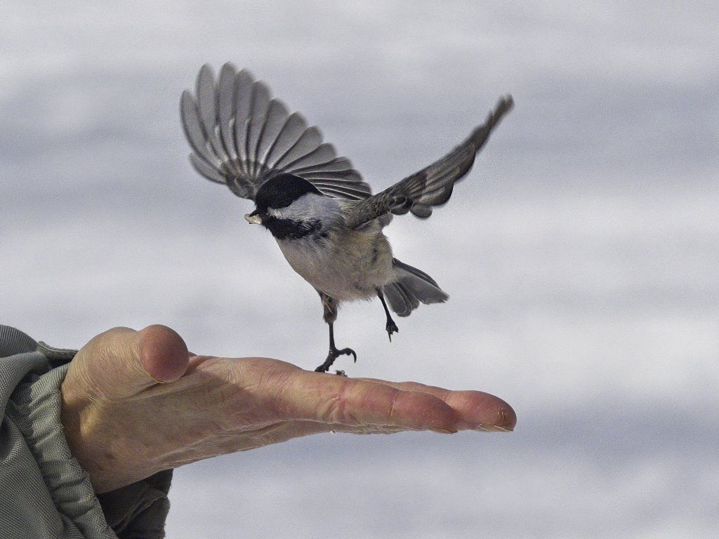 Un petit oiseau est assis sur la main d'une personne
