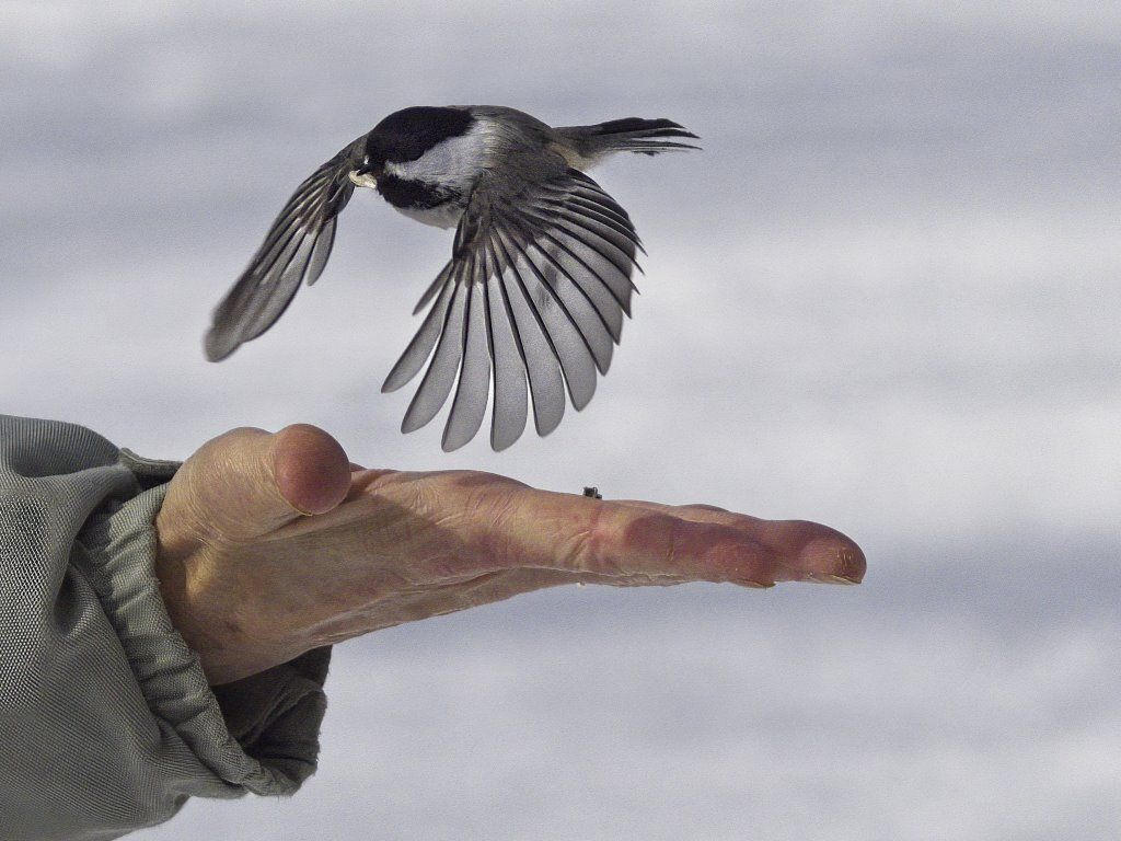 Un oiseau vole au-dessus de la main d'une personne