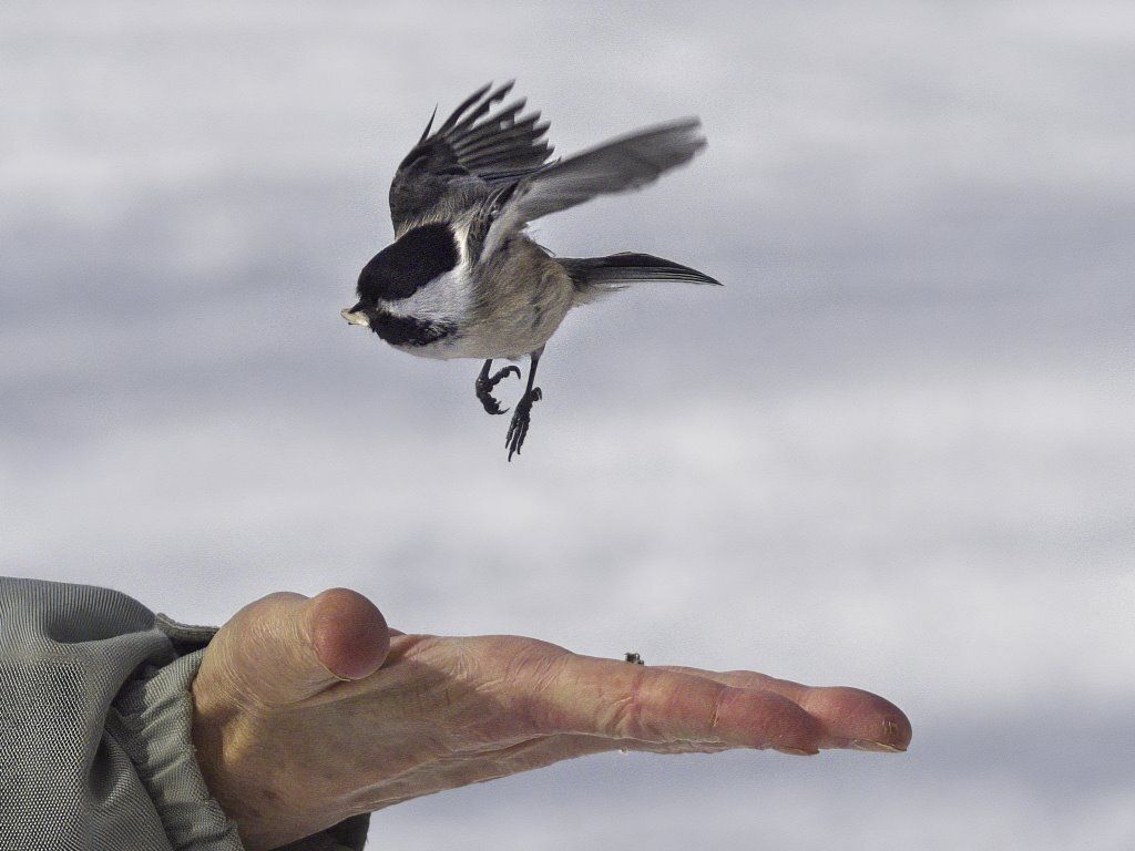 Un oiseau vole au-dessus de la main d'une personne.