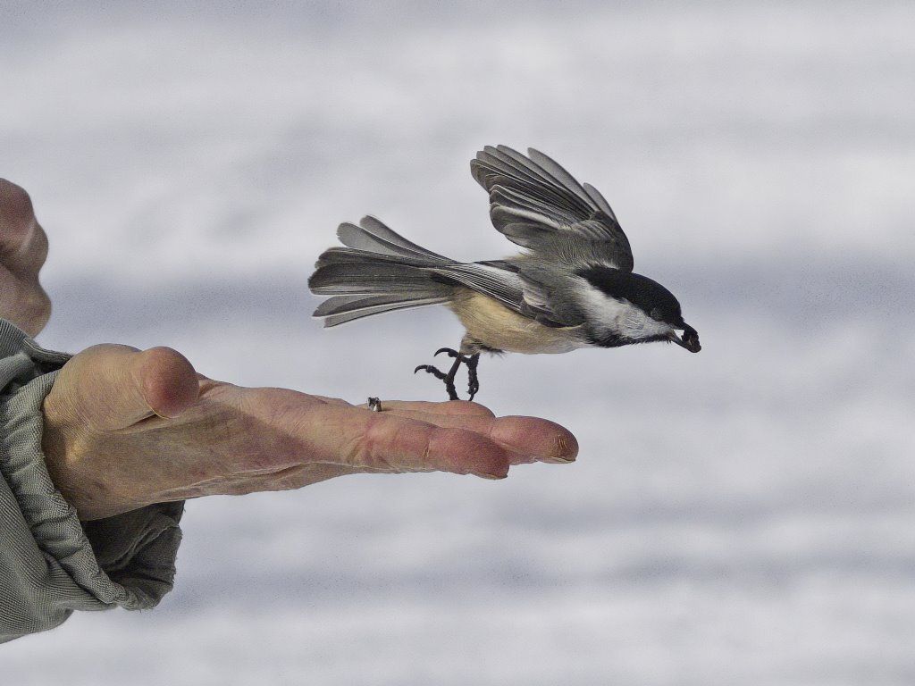 Un petit oiseau est perché sur le doigt d'une personne