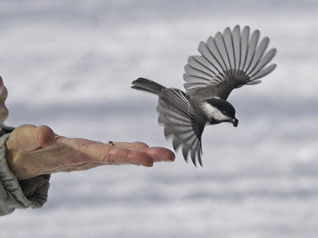 Une personne nourrit un petit oiseau dans la neige