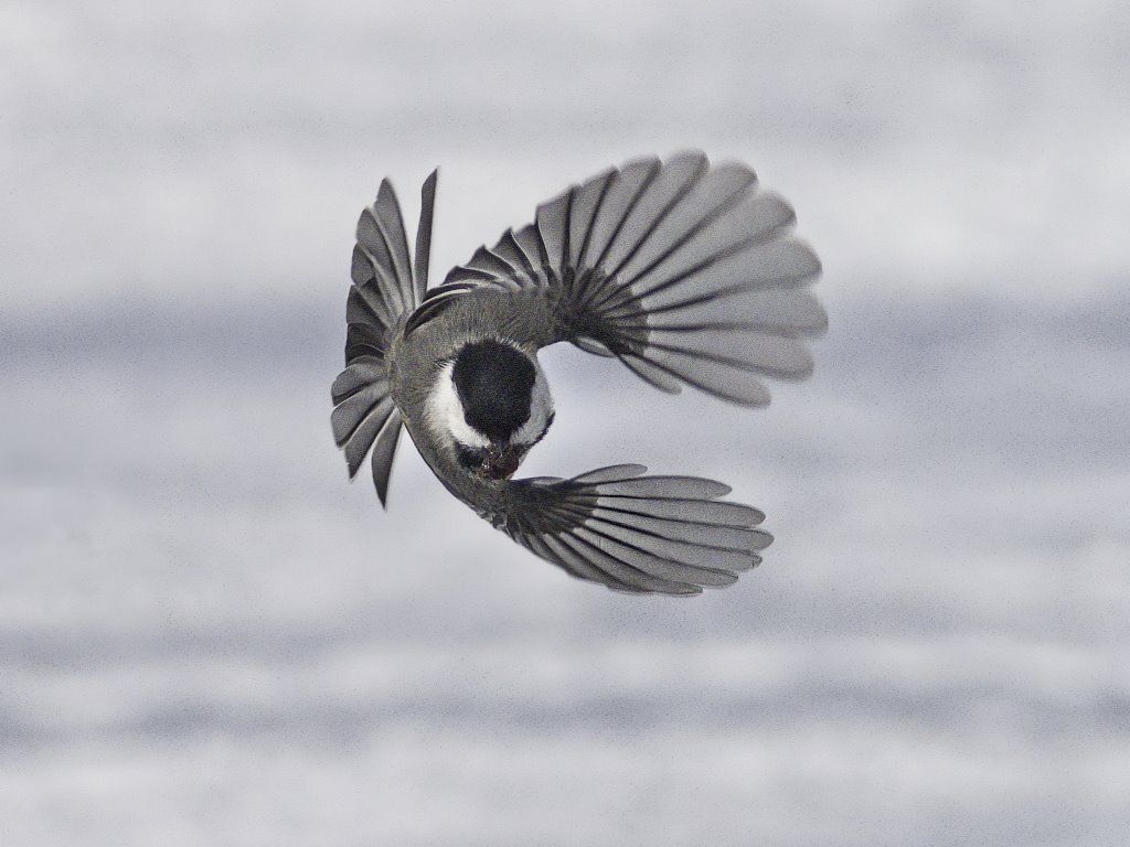 Un oiseau vole dans les airs avec ses ailes déployées