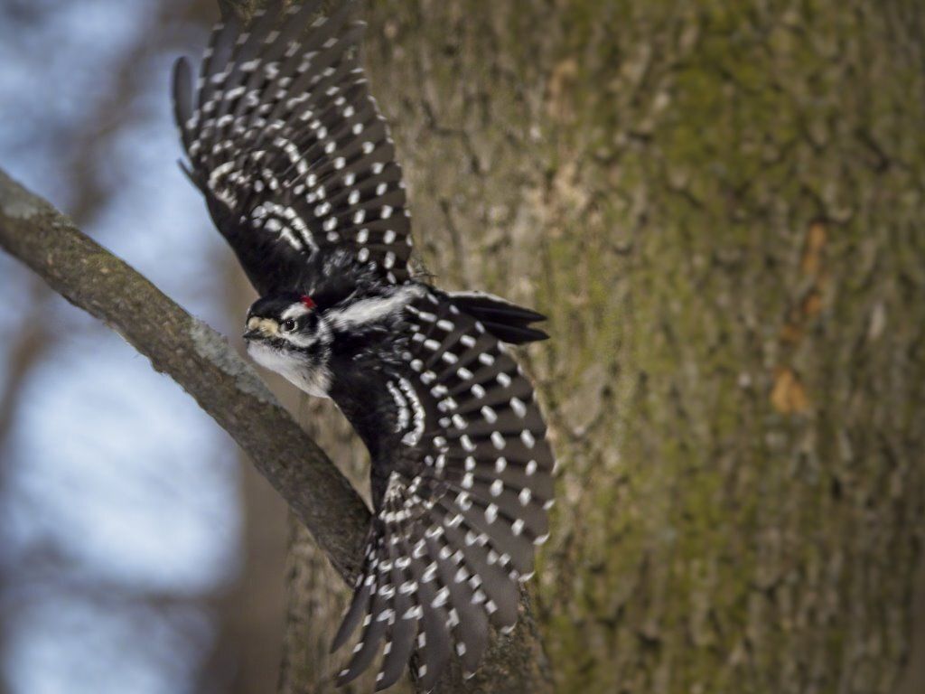 Un oiseau noir et blanc est assis sur une branche d'arbre