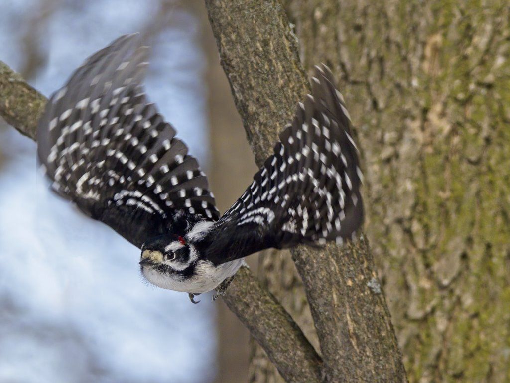 Un pic est assis sur une branche d'arbre avec ses ailes déployées.