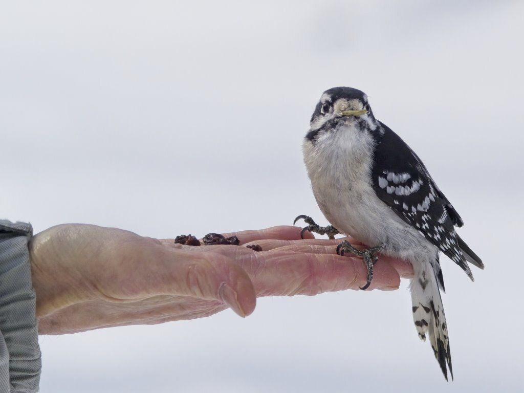 Un petit oiseau est perché sur la main d'une personne.