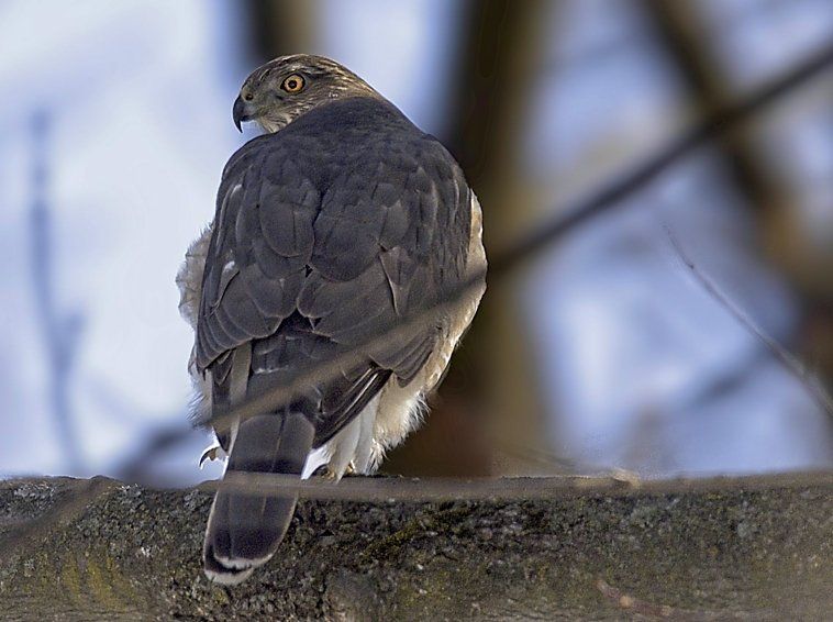 Un oiseau est perché sur une branche d'arbre.