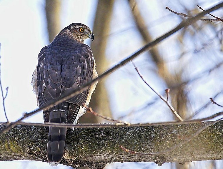 Un oiseau est perché sur une branche d'arbre dans la neige.