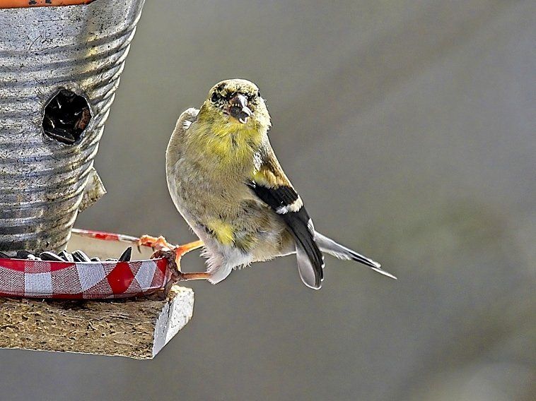 Un petit oiseau est perché sur une mangeoire pour oiseaux