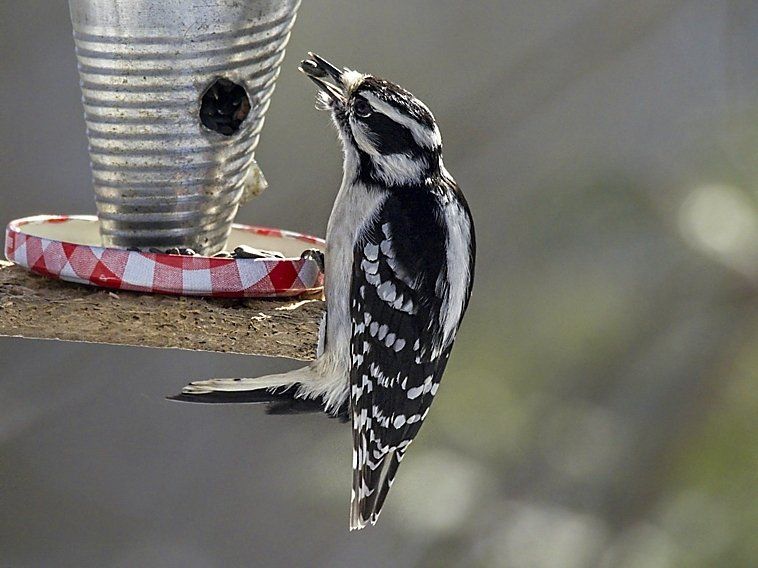 Un oiseau noir et blanc est perché sur une mangeoire à oiseaux.