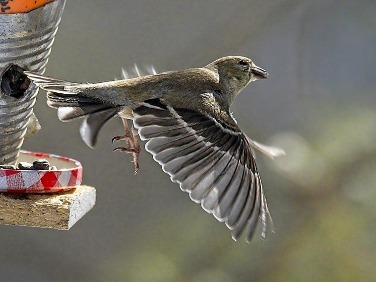 Un oiseau survole une mangeoire à oiseaux avec ses ailes déployées