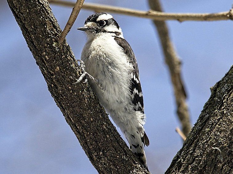 Un oiseau noir et blanc perché sur une branche d'arbre