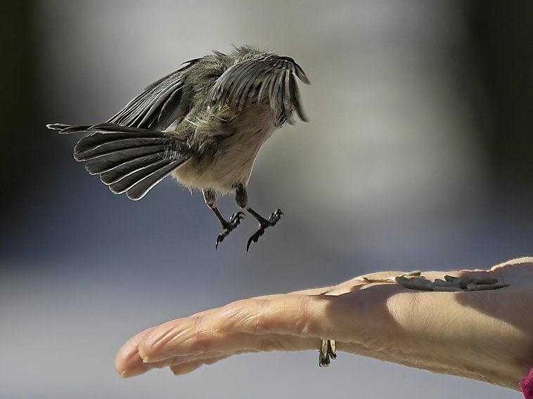 Un petit oiseau survole la main d'une personne